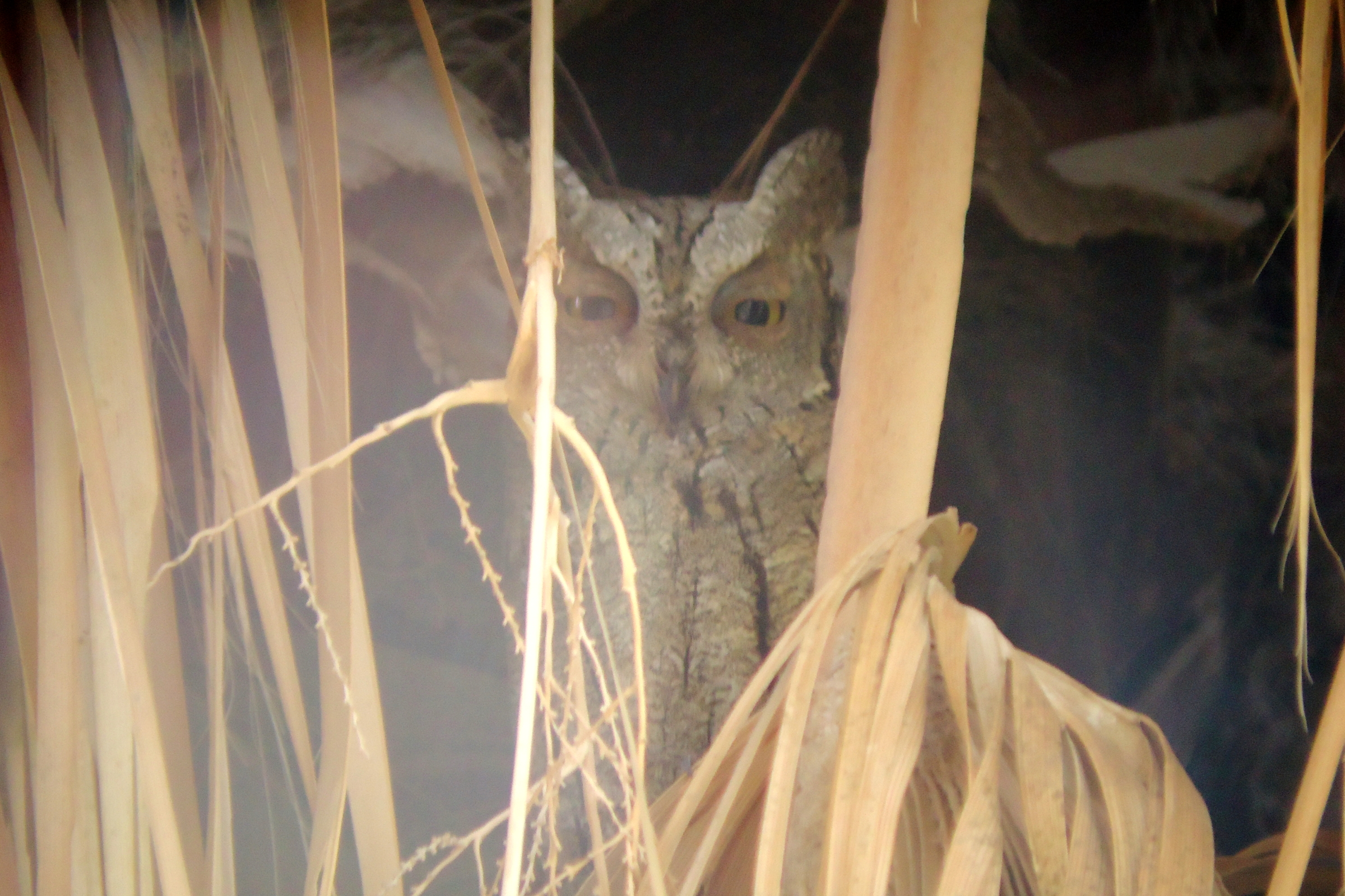 Eurasian Scops Owl. Qatar, 21 September 2012 © Neil G. Morris.