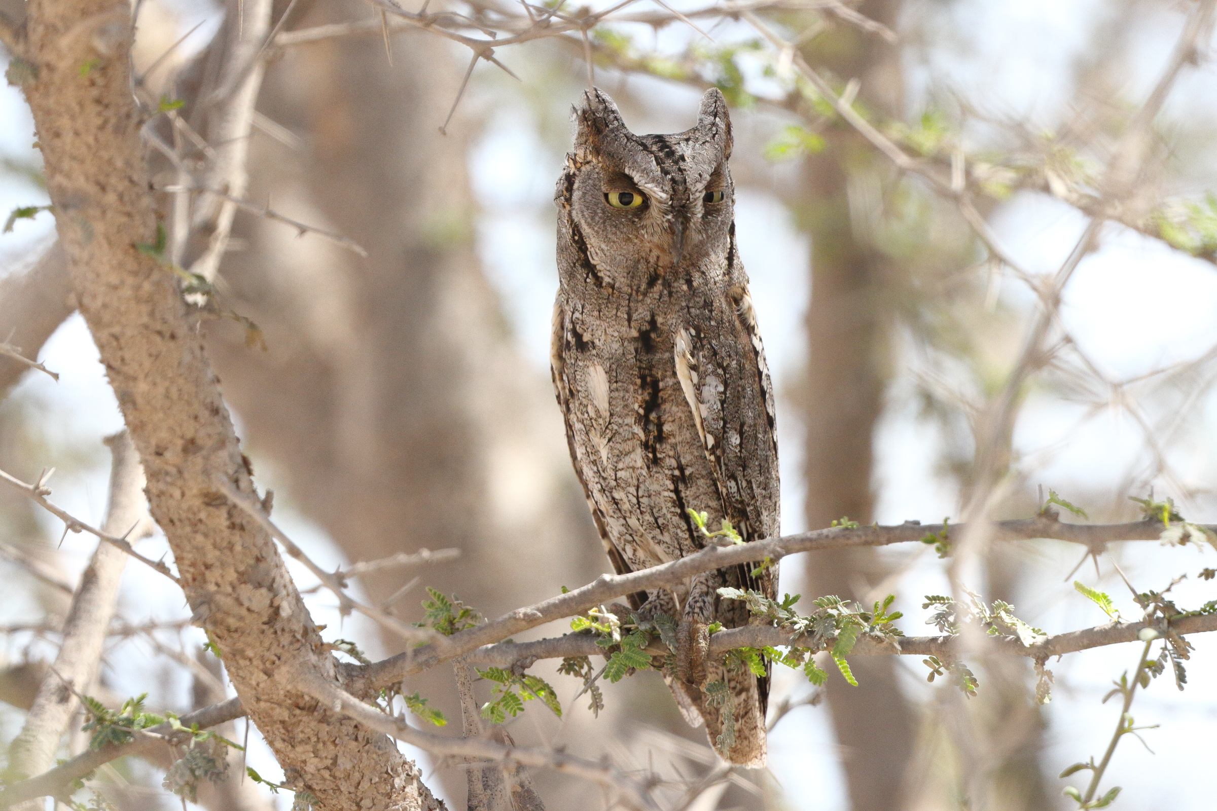 Eurasian Scops Owl. Qatar, 23 March 2013 © Neil G. Morris.