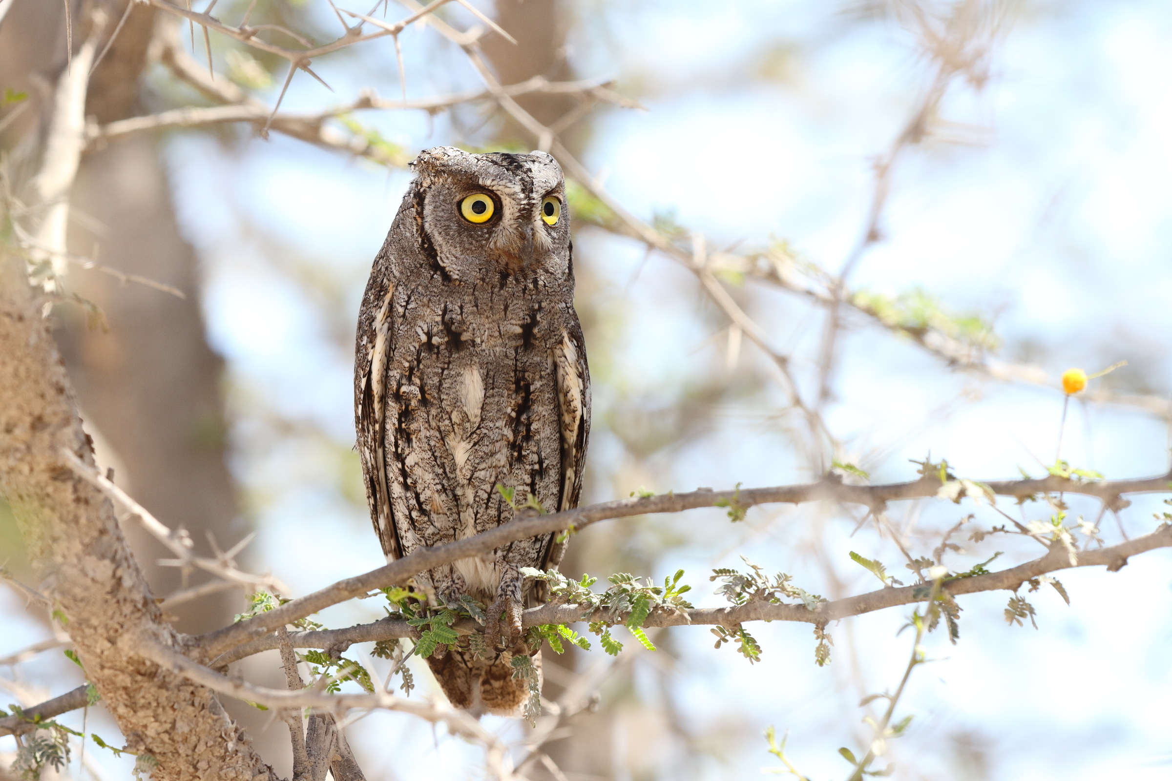 Eurasian Scops Owl. Qatar, 23 March 2013 © Neil G. Morris.