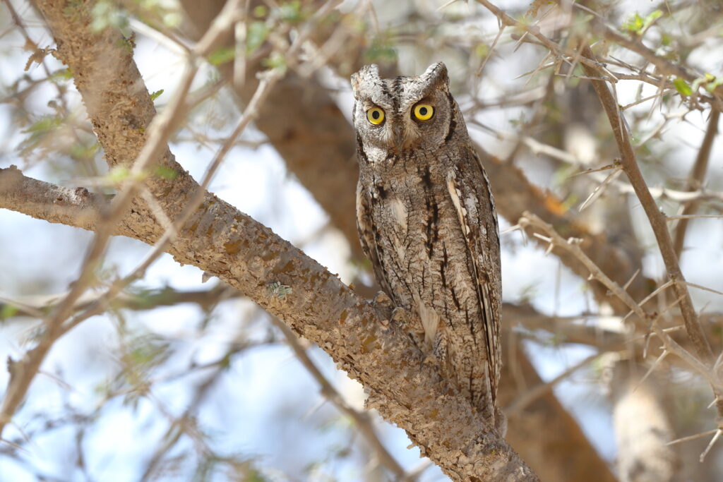 Eurasian Scops Owl. Qatar, 23 March 2013 © Neil G. Morris.