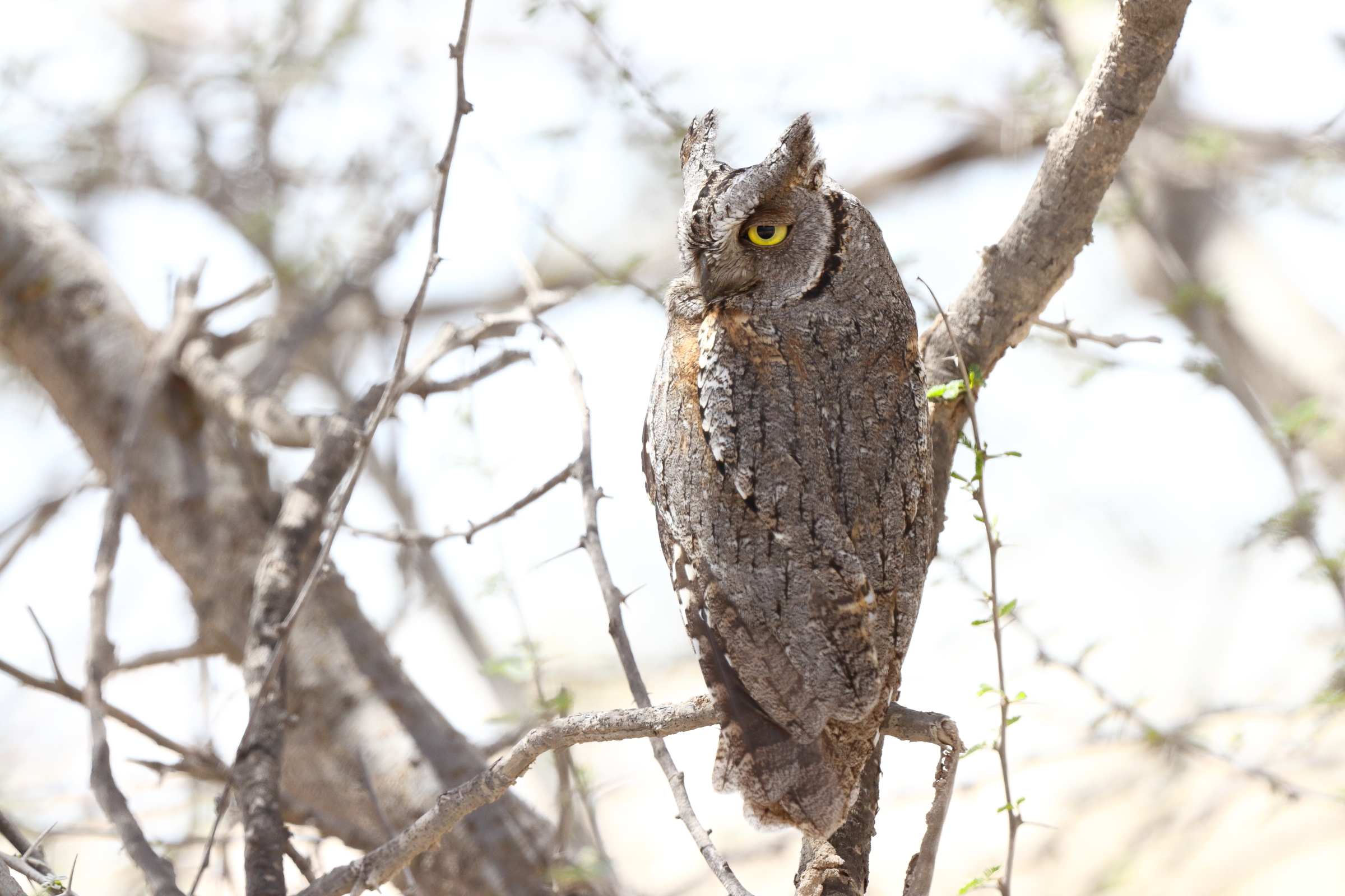 Eurasian Scops Owl. Qatar, 23 March 2013 © Neil G. Morris.