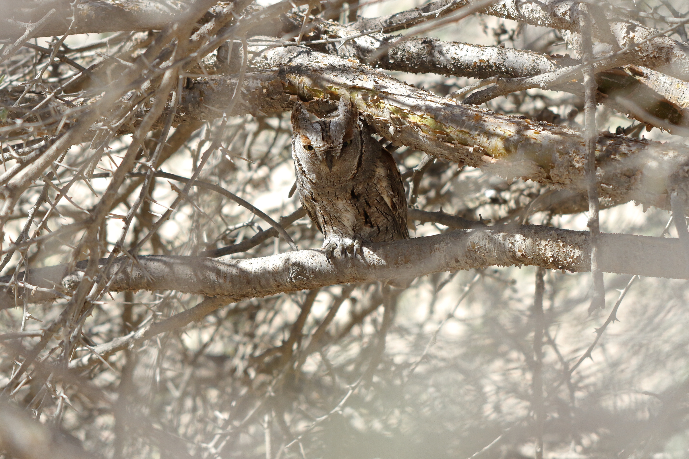 Eurasian Scops Owl. Qatar, 27 March 2013 © Neil G. Morris.