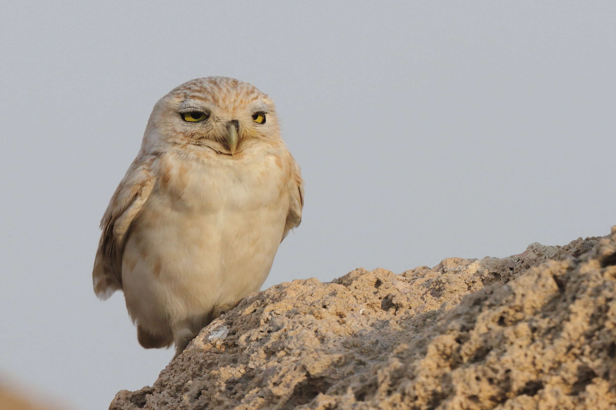 Lilith Owl. Qatar, 22 February 2014 © Neil G. Morris.
