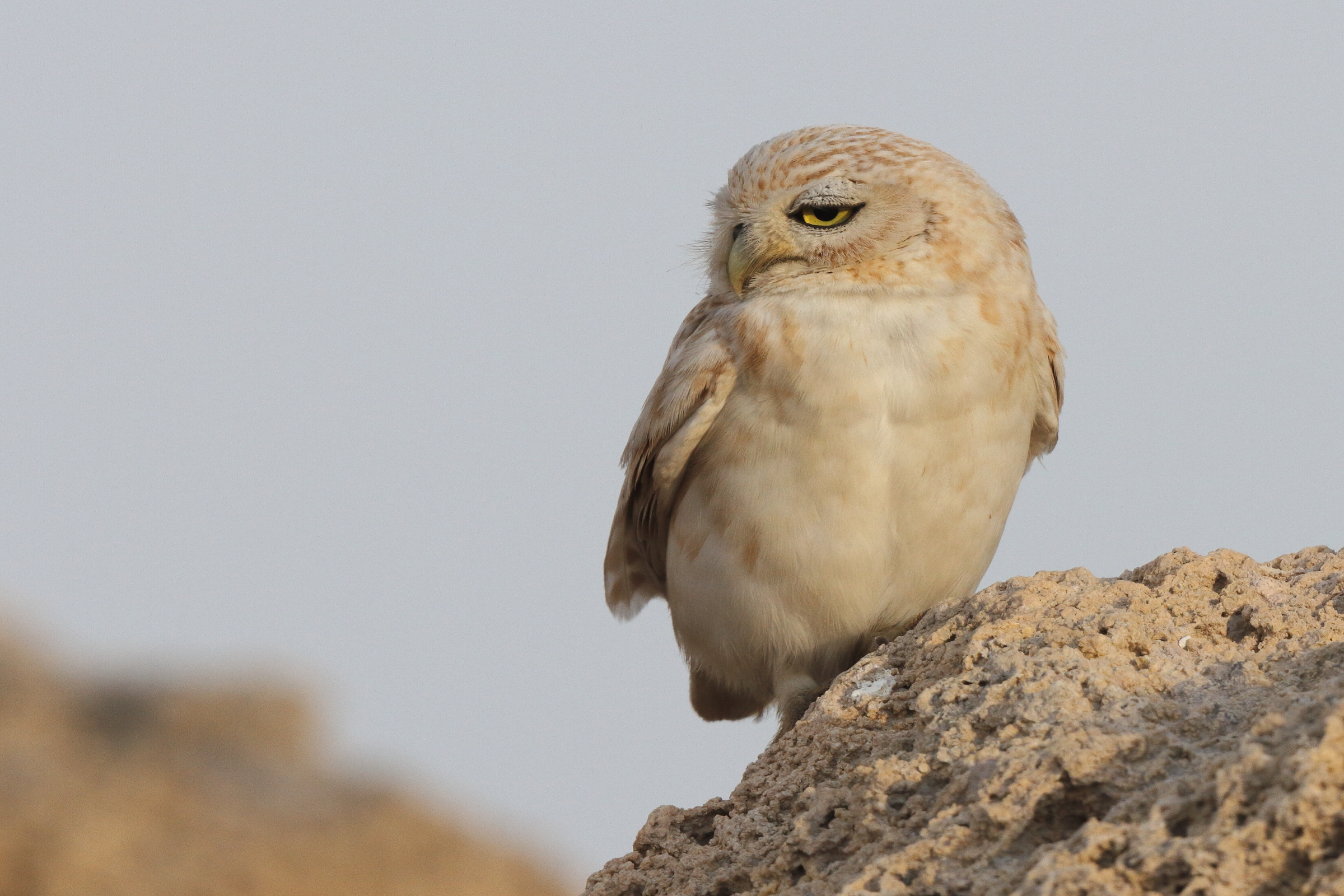 Lilith Owl. Qatar, 22 February 2014 © Neil G. Morris.