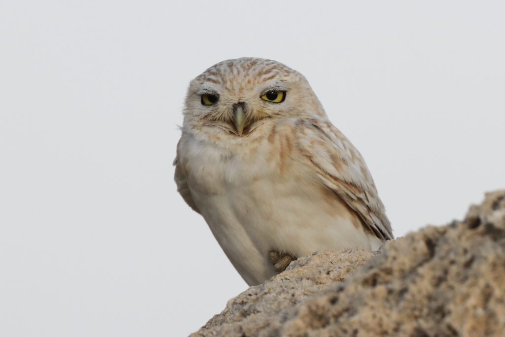 Lilith Owl. Qatar, 22 February 2014 © Neil G. Morris.