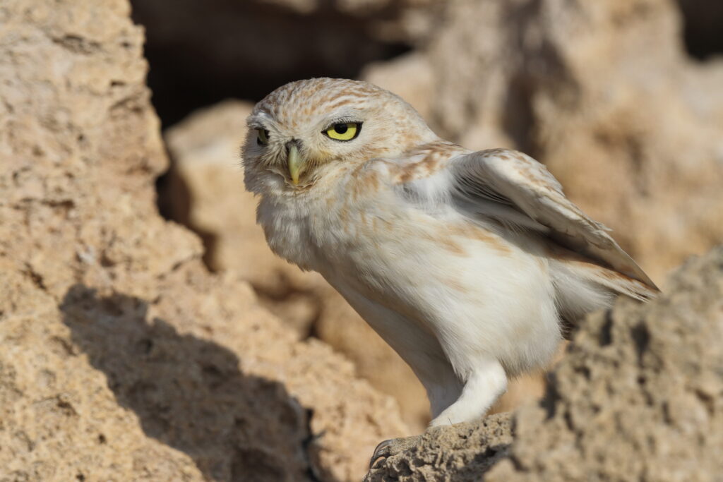 Lilith Owl. Qatar, 23 February 2014 © Neil G. Morris.