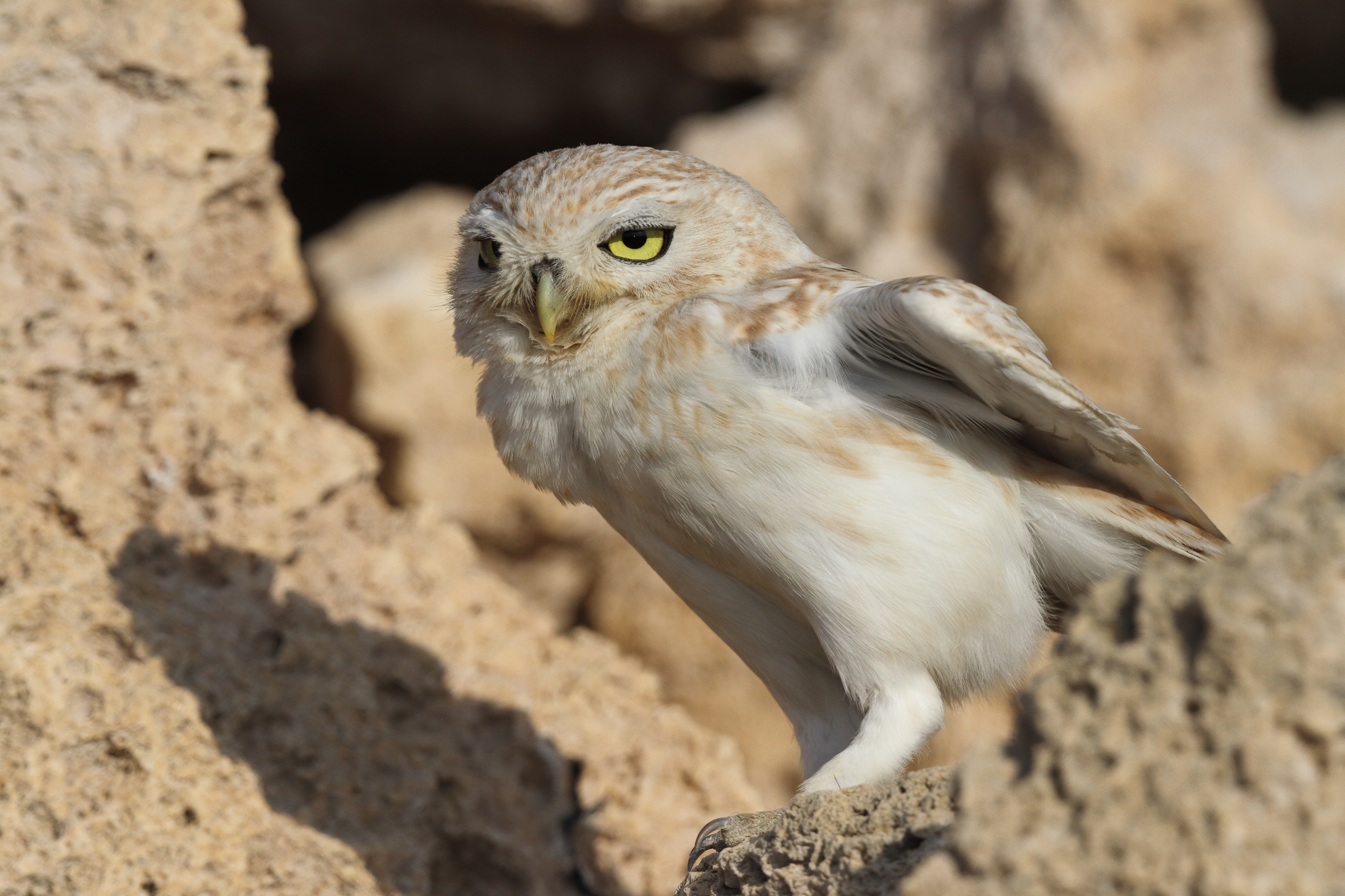 Lilith Owl. Qatar, 23 February 2014 © Neil G. Morris.