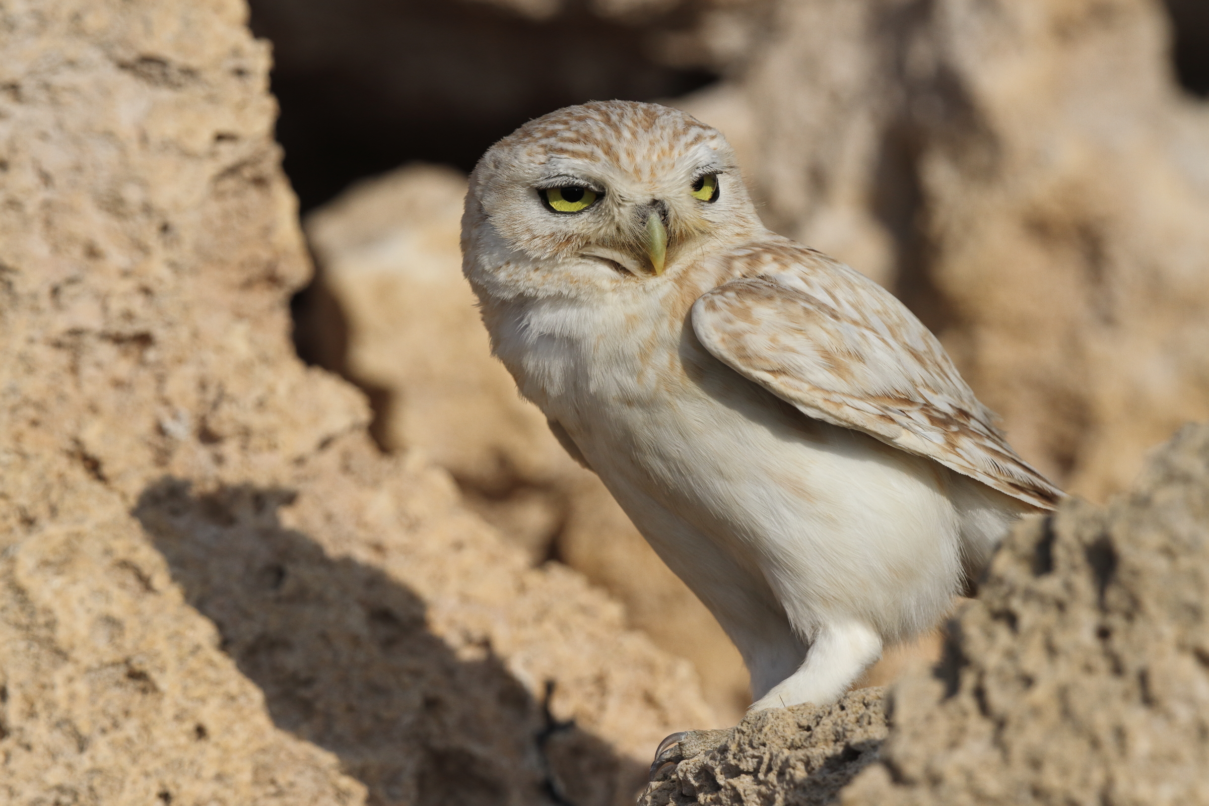 Lilith Owl. Qatar, 23 February 2014 © Neil G. Morris.
