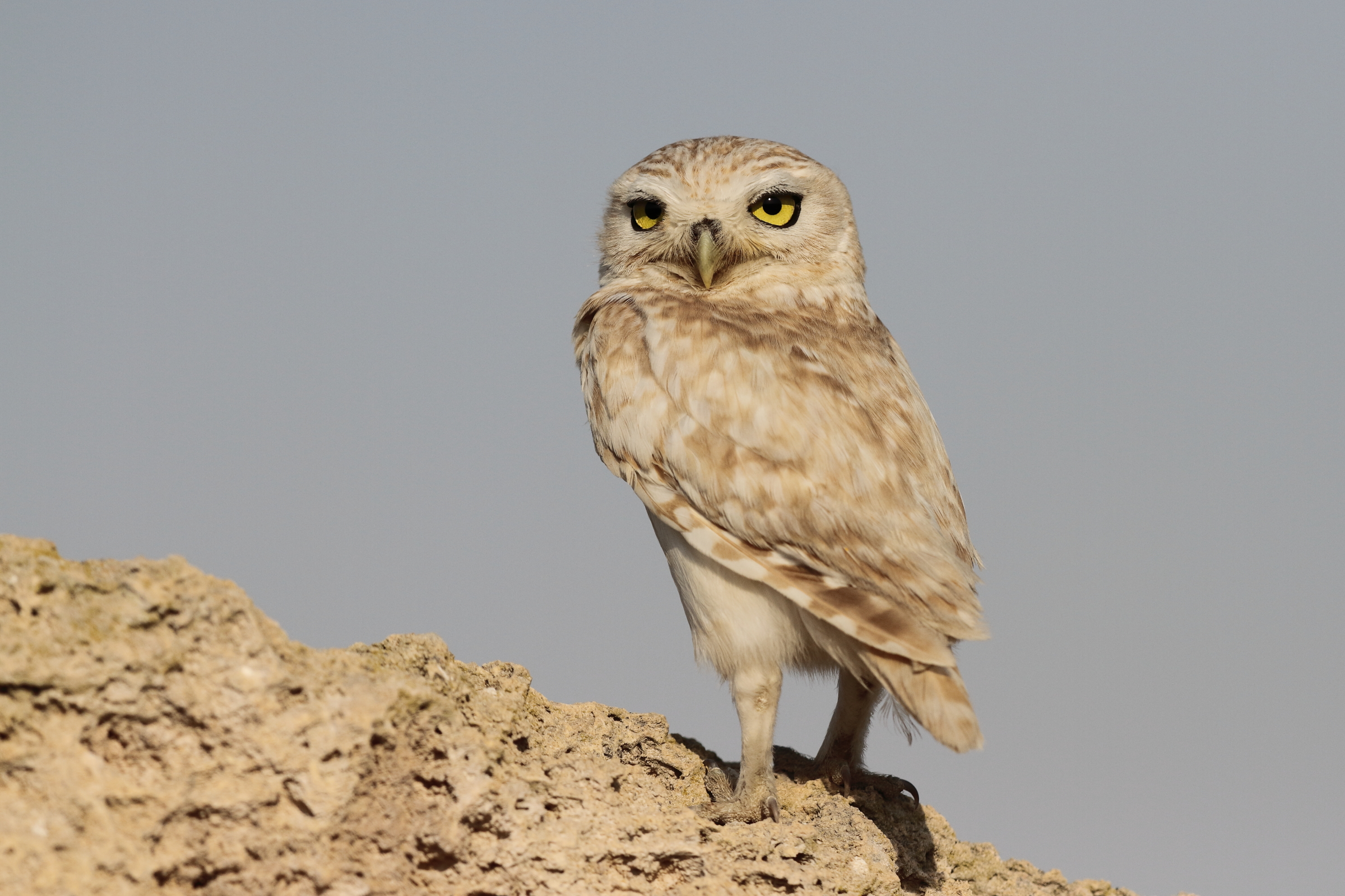 Lilith Owl. Qatar, 23 February 2014 © Neil G. Morris.