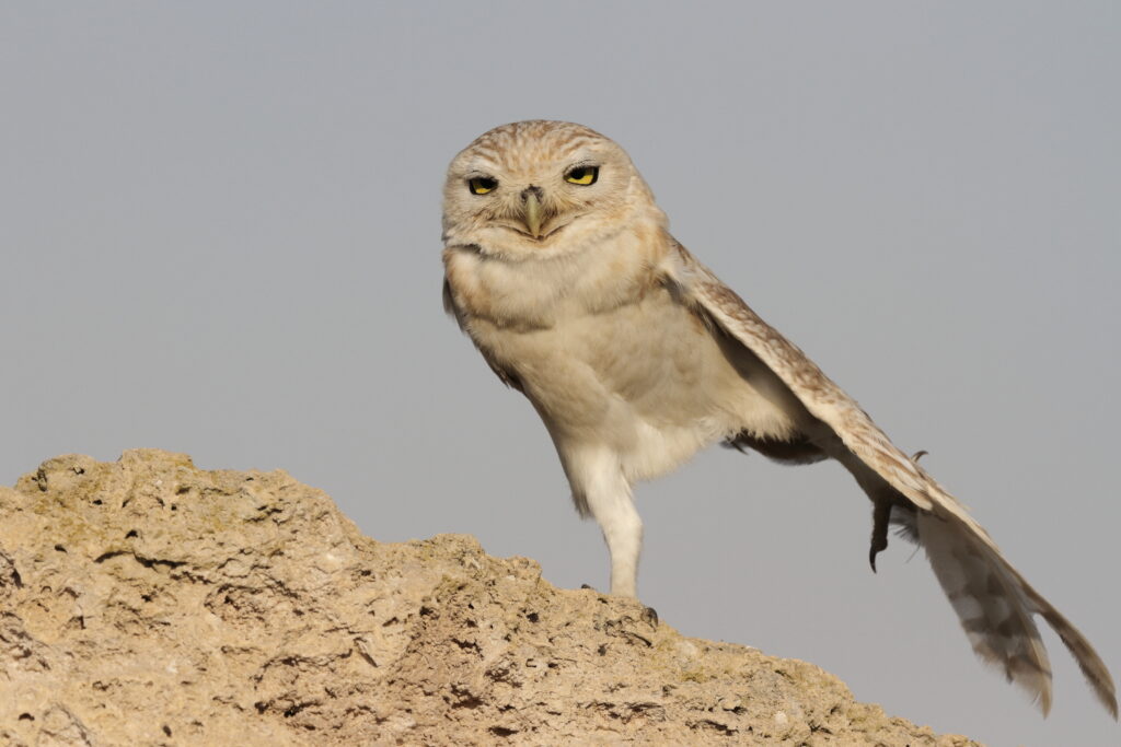Lilith Owl. Qatar, 23 February 2014 © Neil G. Morris.