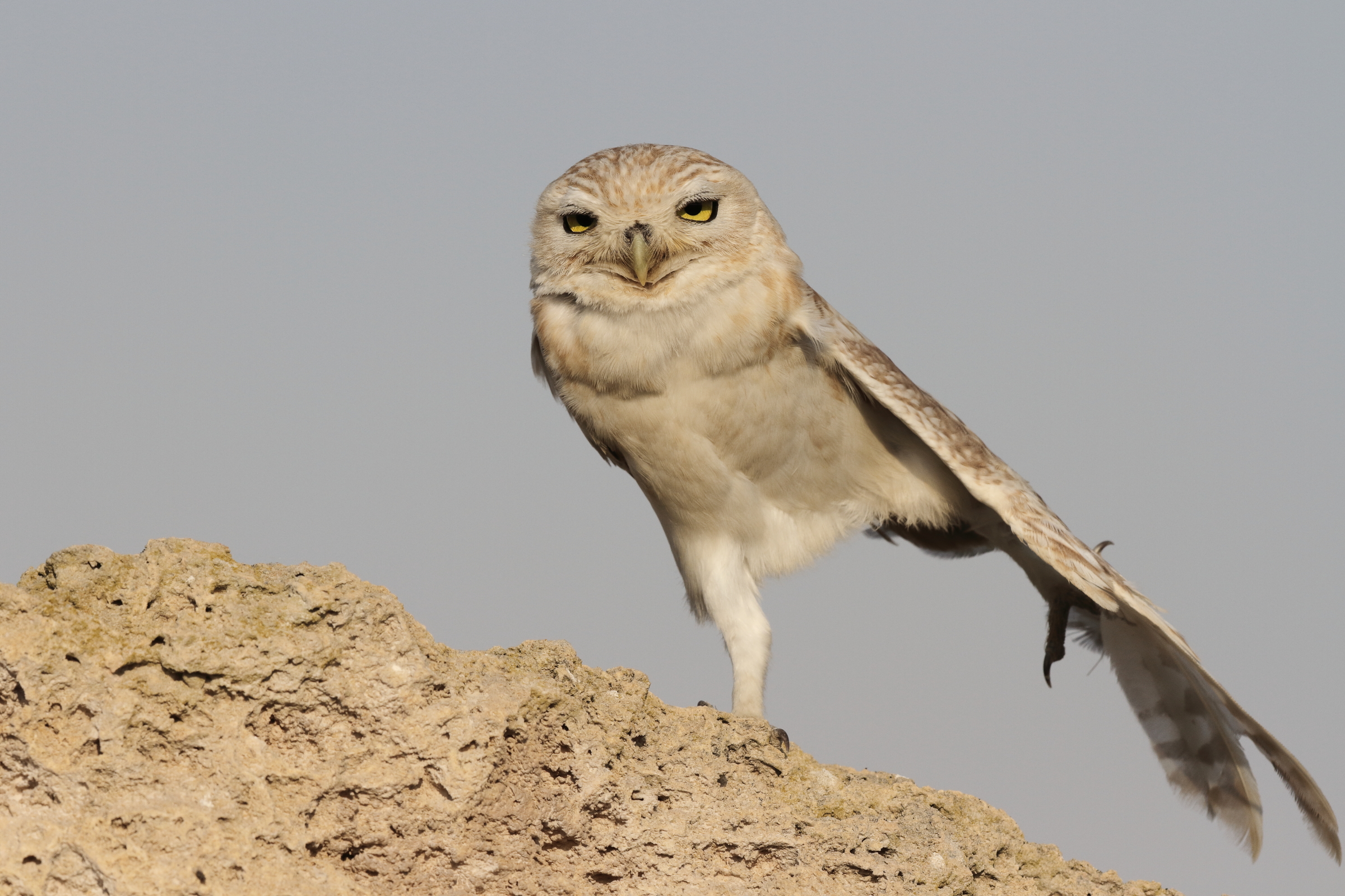Lilith Owl. Qatar, 23 February 2014 © Neil G. Morris.
