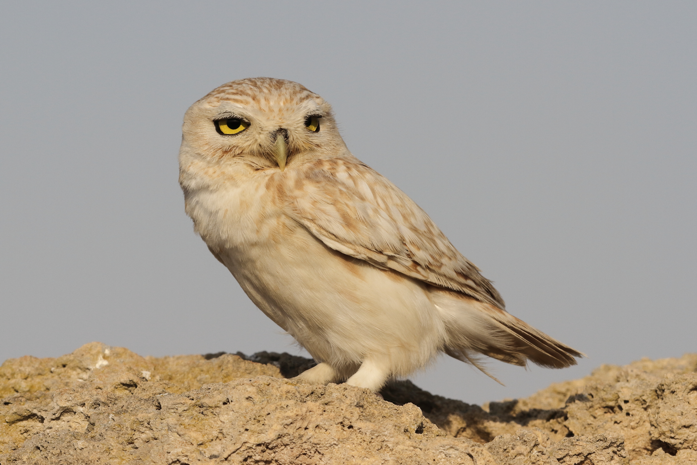 Lilith Owl. Qatar, 23 February 2014 © Neil G. Morris.