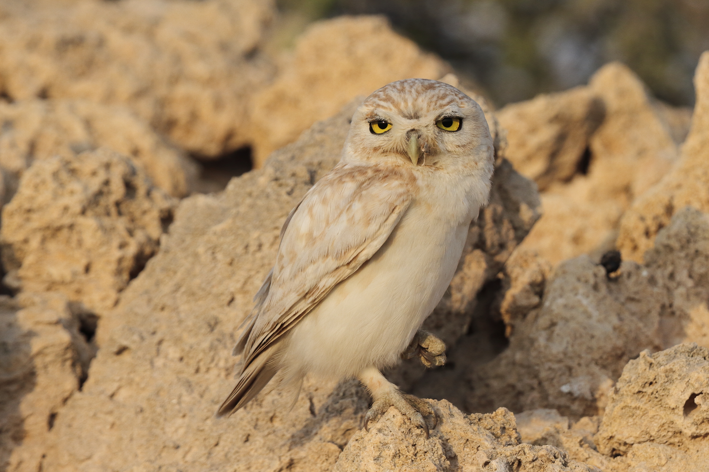 Lilith Owl. Qatar, 06 March 2014 © Neil G. Morris.