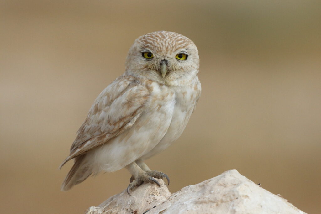 Lilith Owl. Qatar, 25 March 2014 © Neil G. Morris.