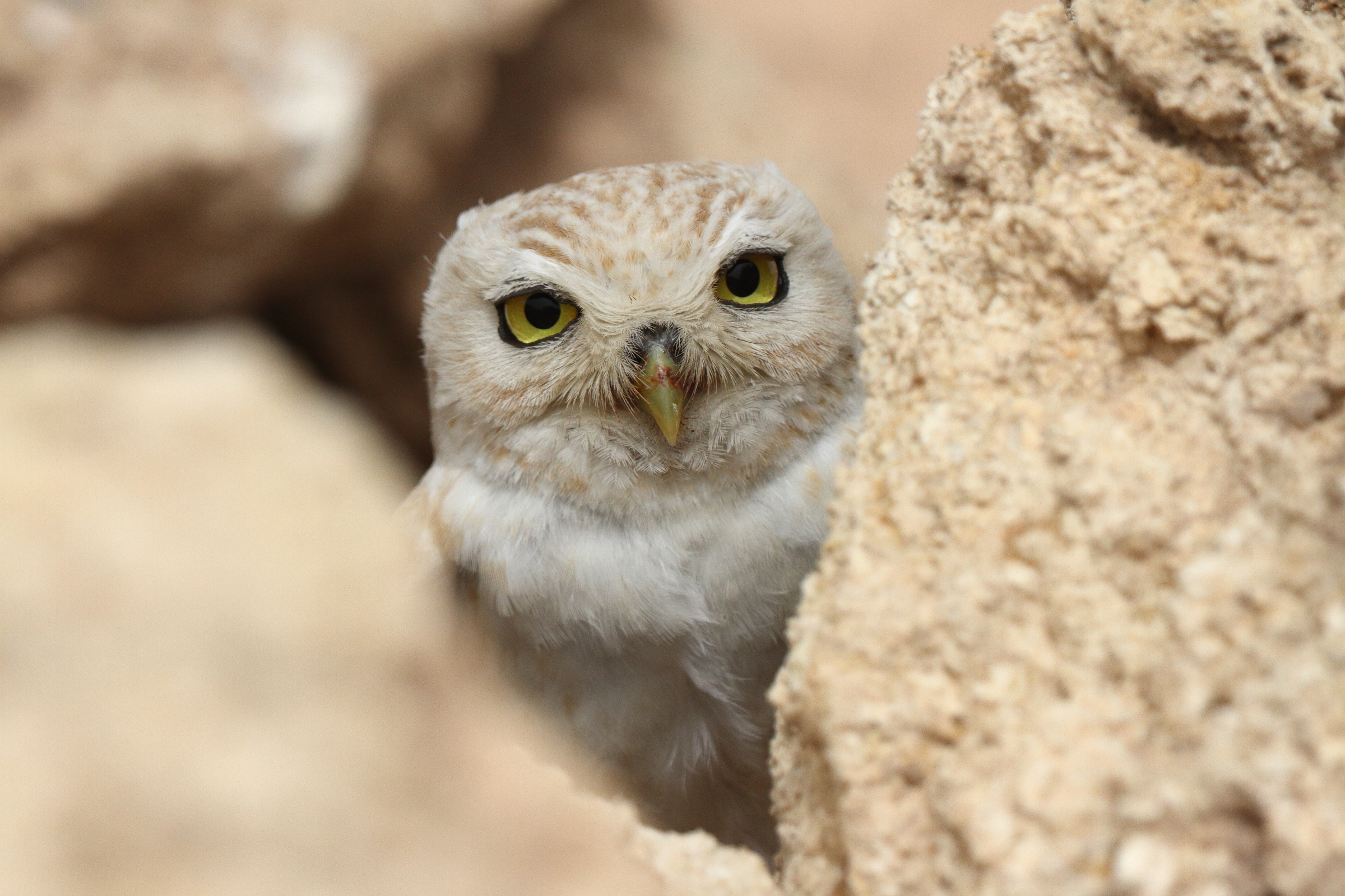 Lilith Owl. Qatar, 03 April 2014 © Neil G. Morris.