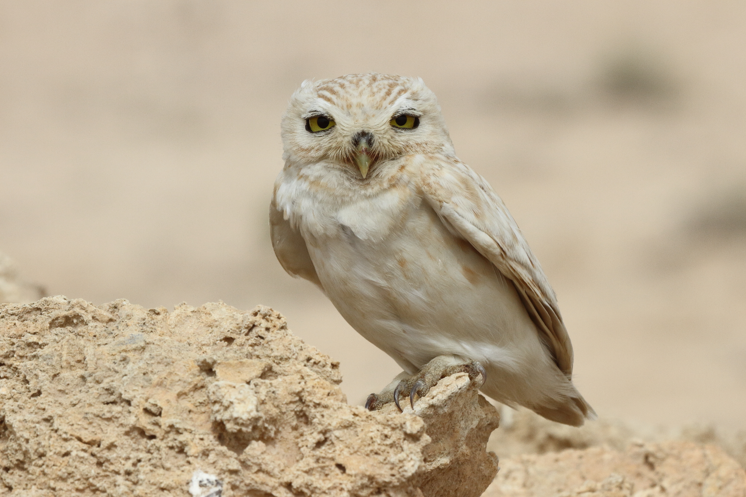 Lilith Owl. Qatar, 03 April 2014 © Neil G. Morris.