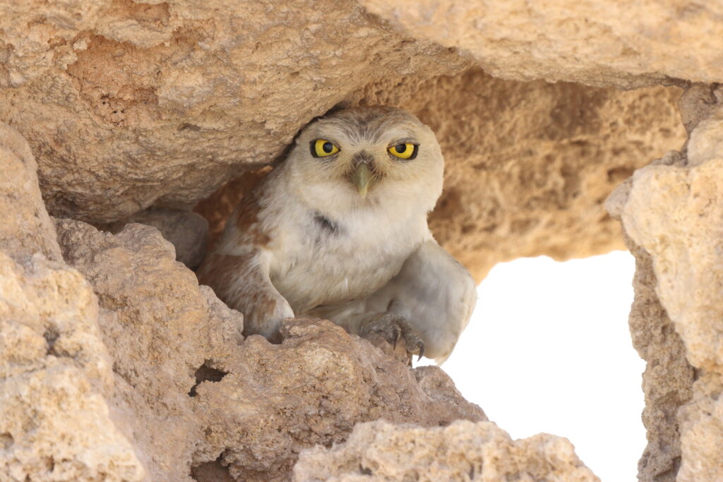 Lilith Owl. Qatar, 18 June 2014 © Neil G. Morris.