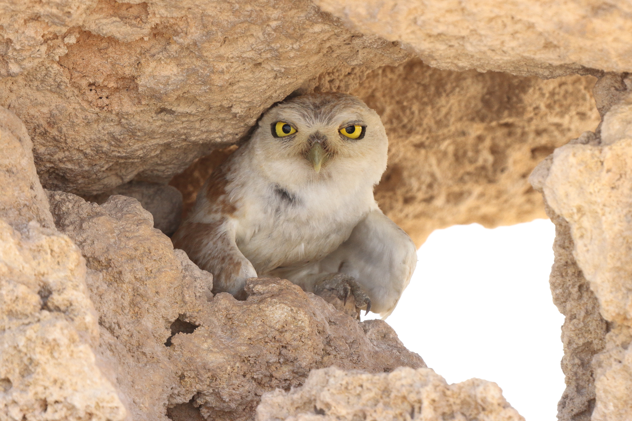 Lilith Owl. Qatar, 18 June 2014 © Neil G. Morris.
