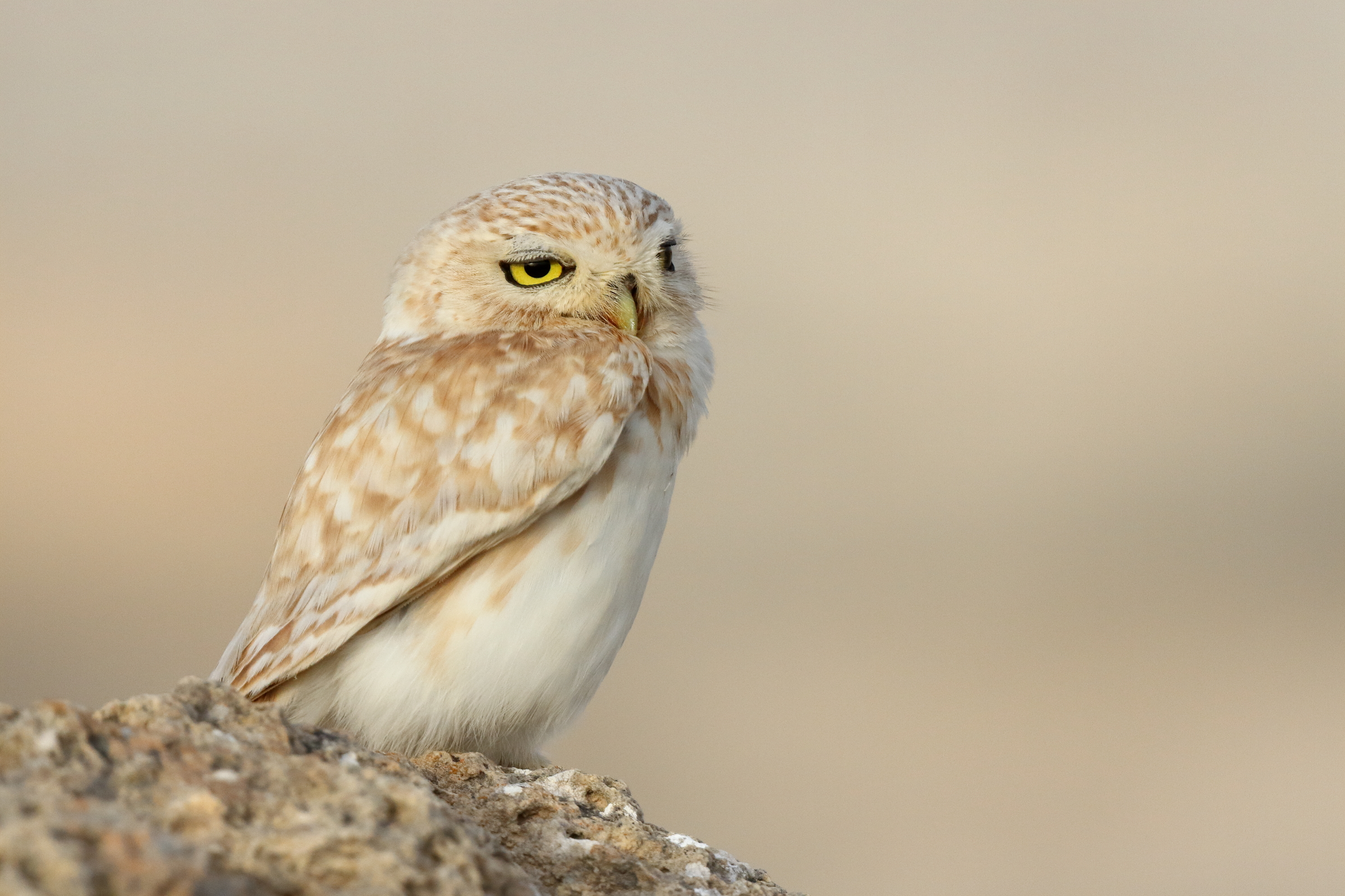 Lilith Owl. Qatar, 01 April 2015 © Neil G. Morris.