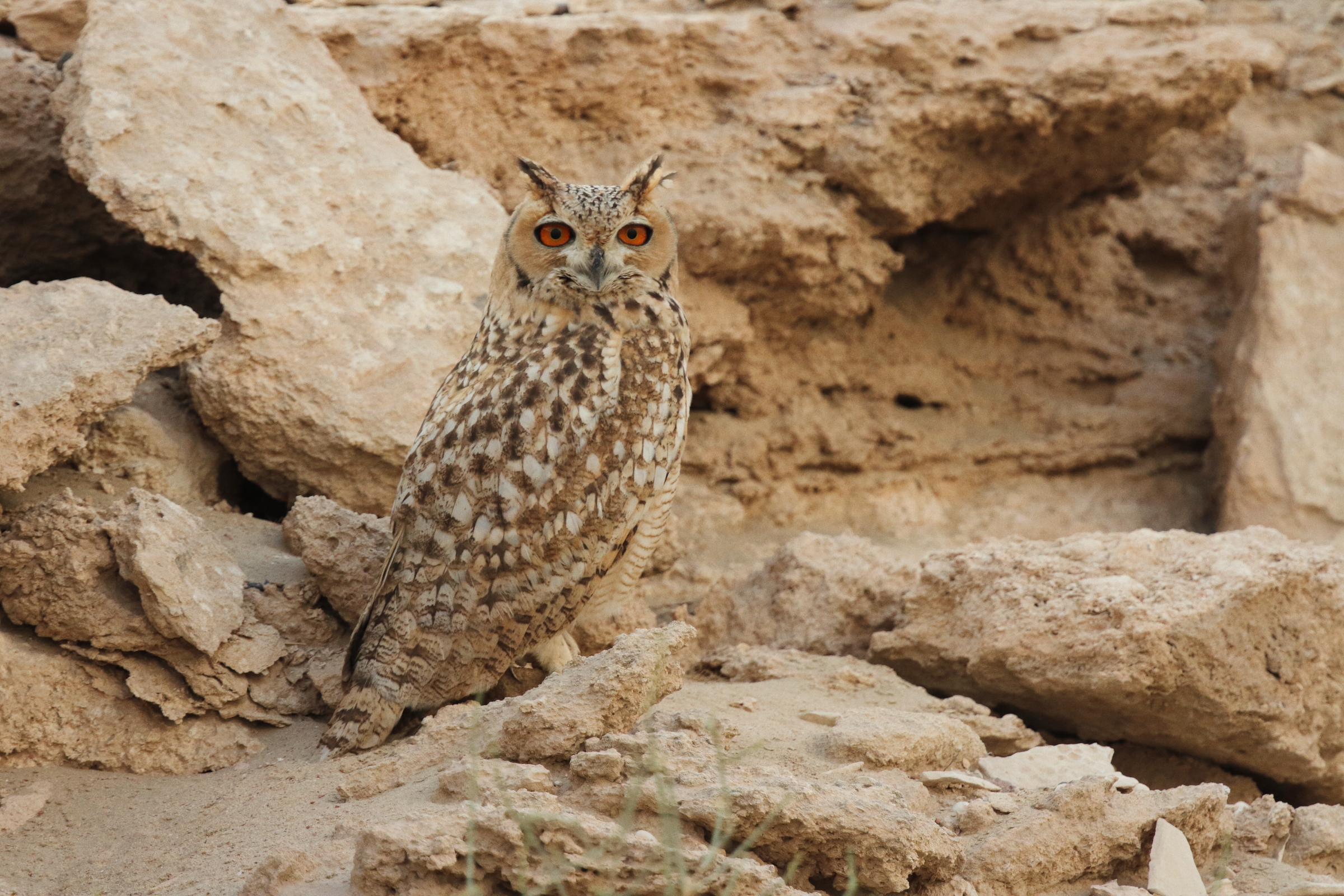 Pharaoh Eagle Owl. Qatar, 04 November 2012 © Neil G. Morris.