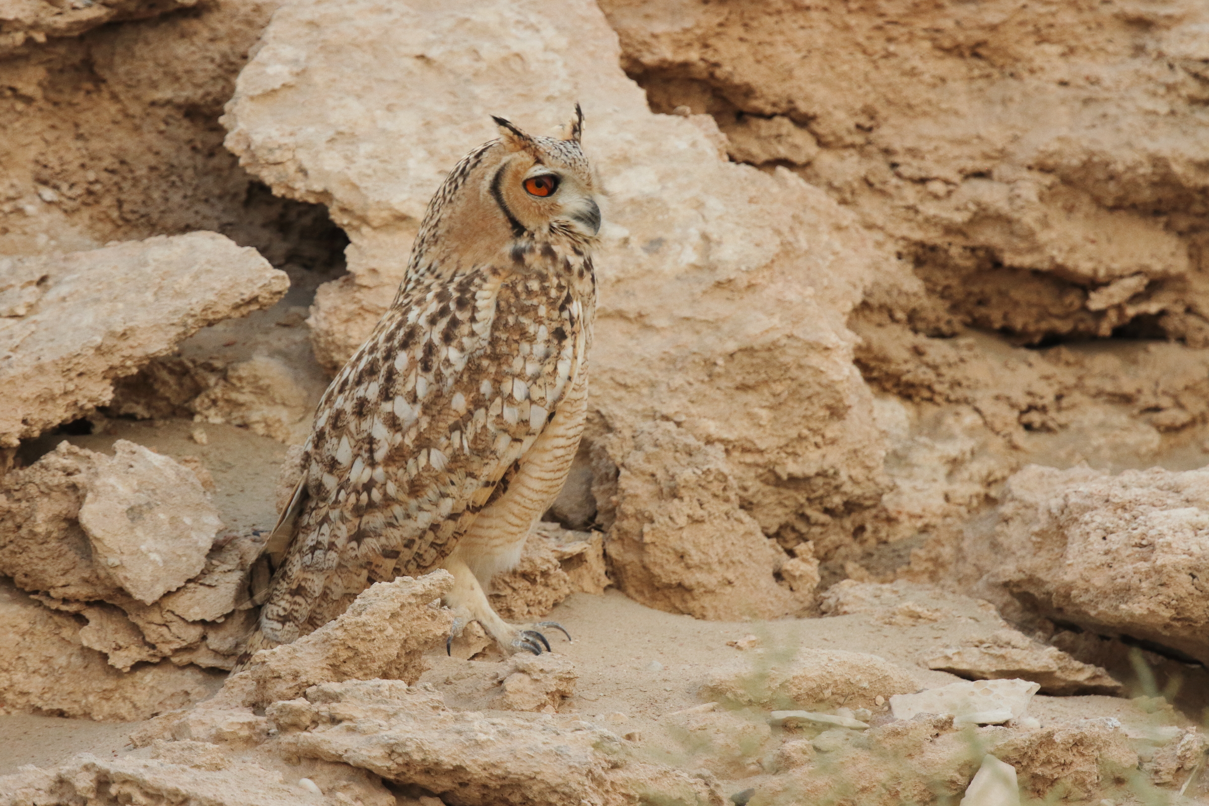 Pharaoh Eagle Owl. Qatar, 04 November 2012 © Neil G. Morris.