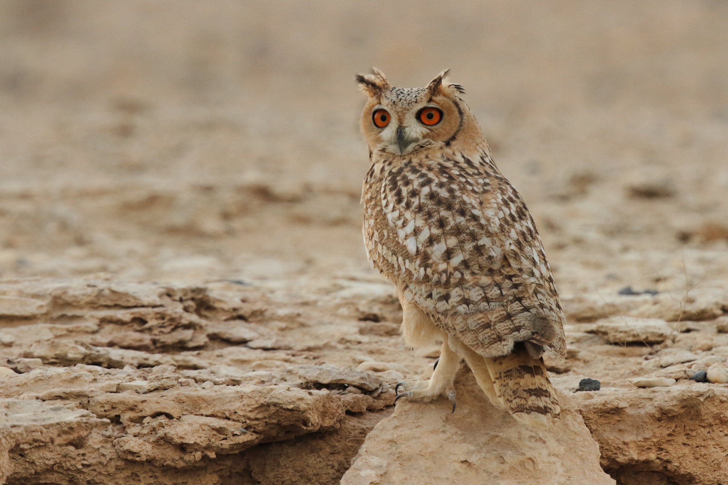 Pharaoh Eagle Owl. Qatar, 04 November 2012 © Neil G. Morris.