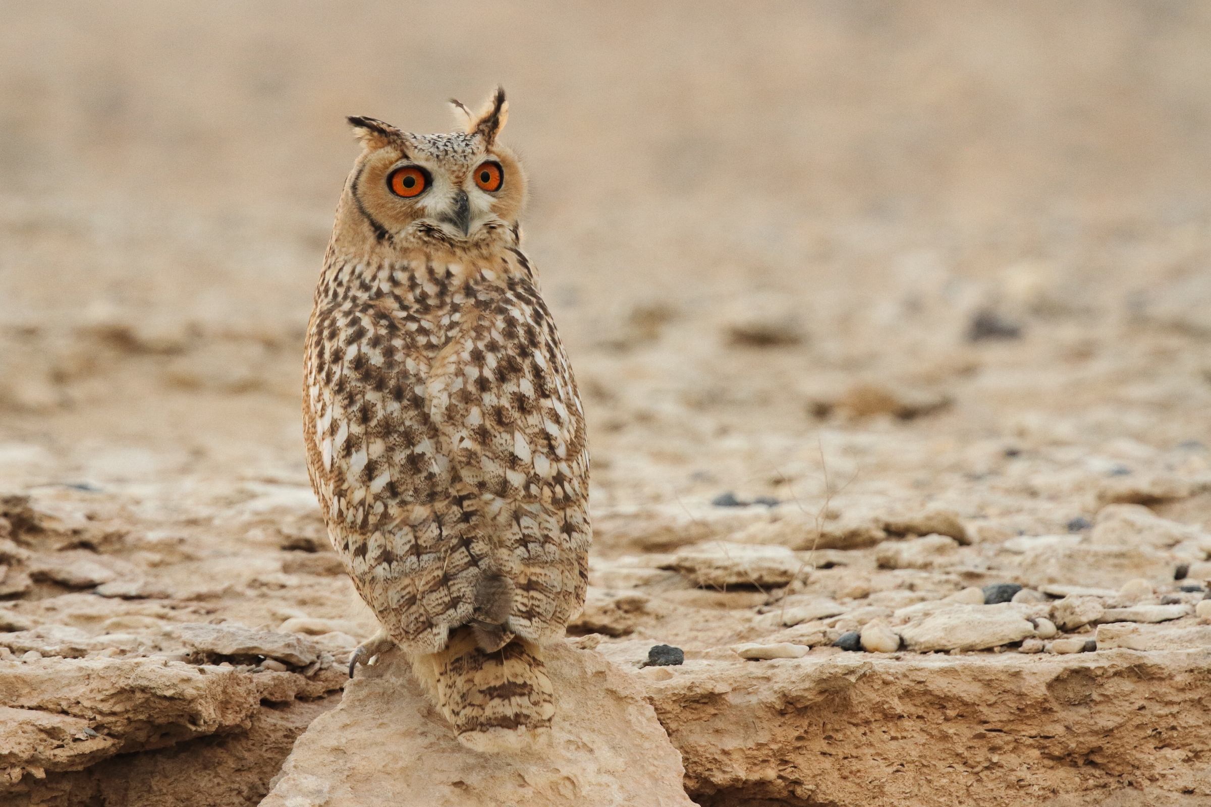 Pharaoh Eagle Owl. Qatar, 04 November 2012 © Neil G. Morris.