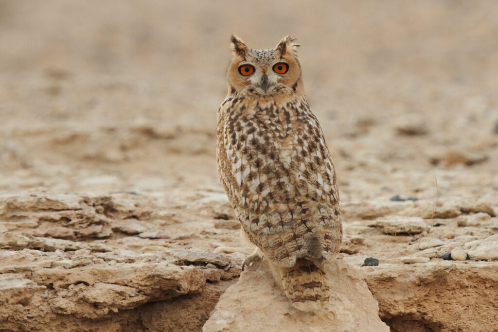 Pharaoh Eagle Owl. Qatar, 04 November 2012 © Neil G. Morris.