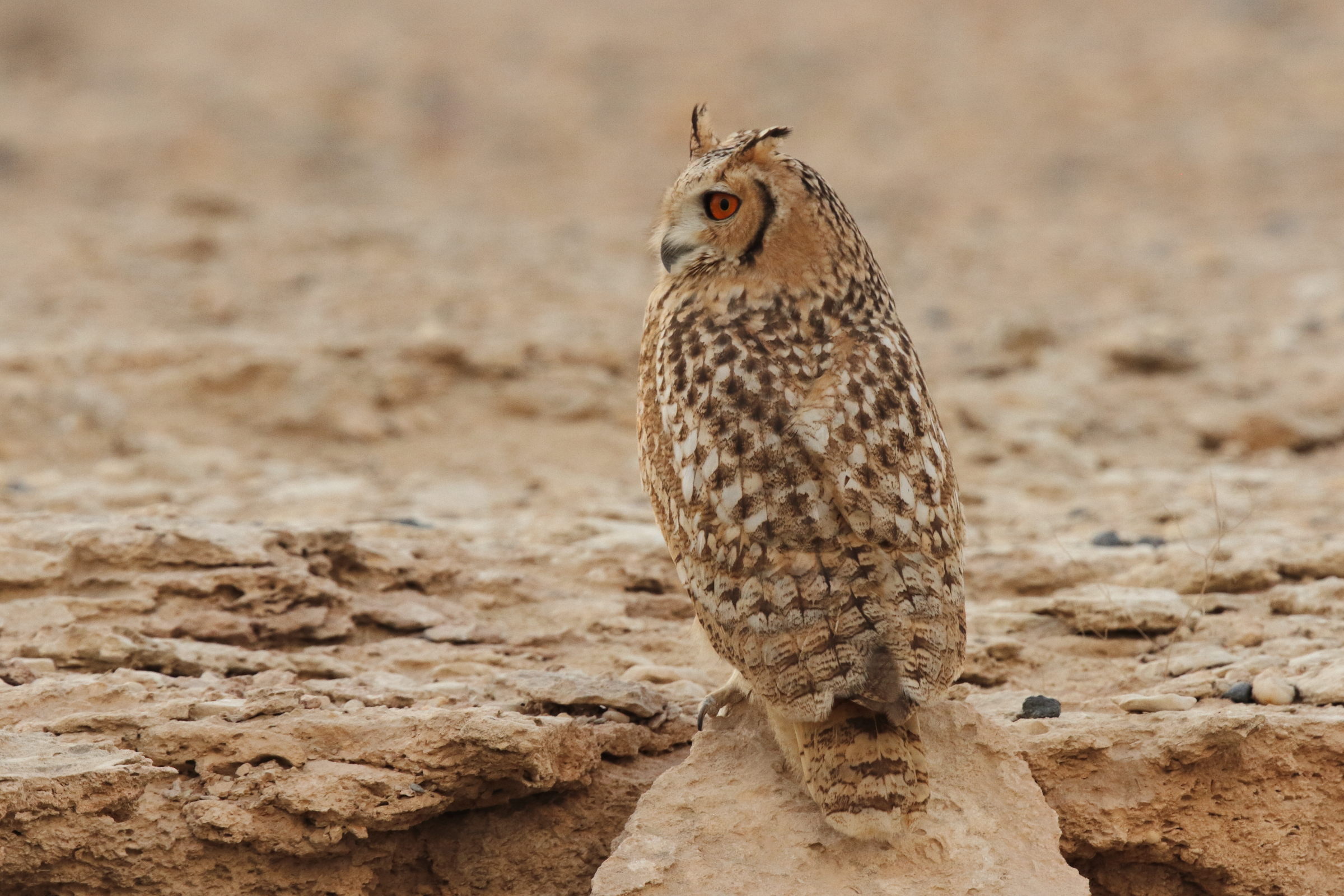 Pharaoh Eagle Owl. Qatar, 04 November 2012 © Neil G. Morris.