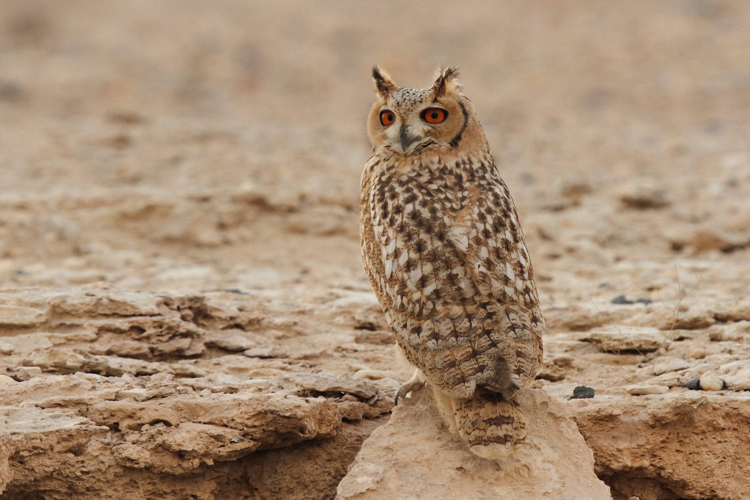 Pharaoh Eagle Owl. Qatar, 04 November 2012 © Neil G. Morris.