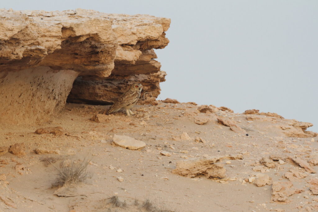 Pharaoh Eagle Owl. Qatar, 09 March 2013 © Neil G. Morris.