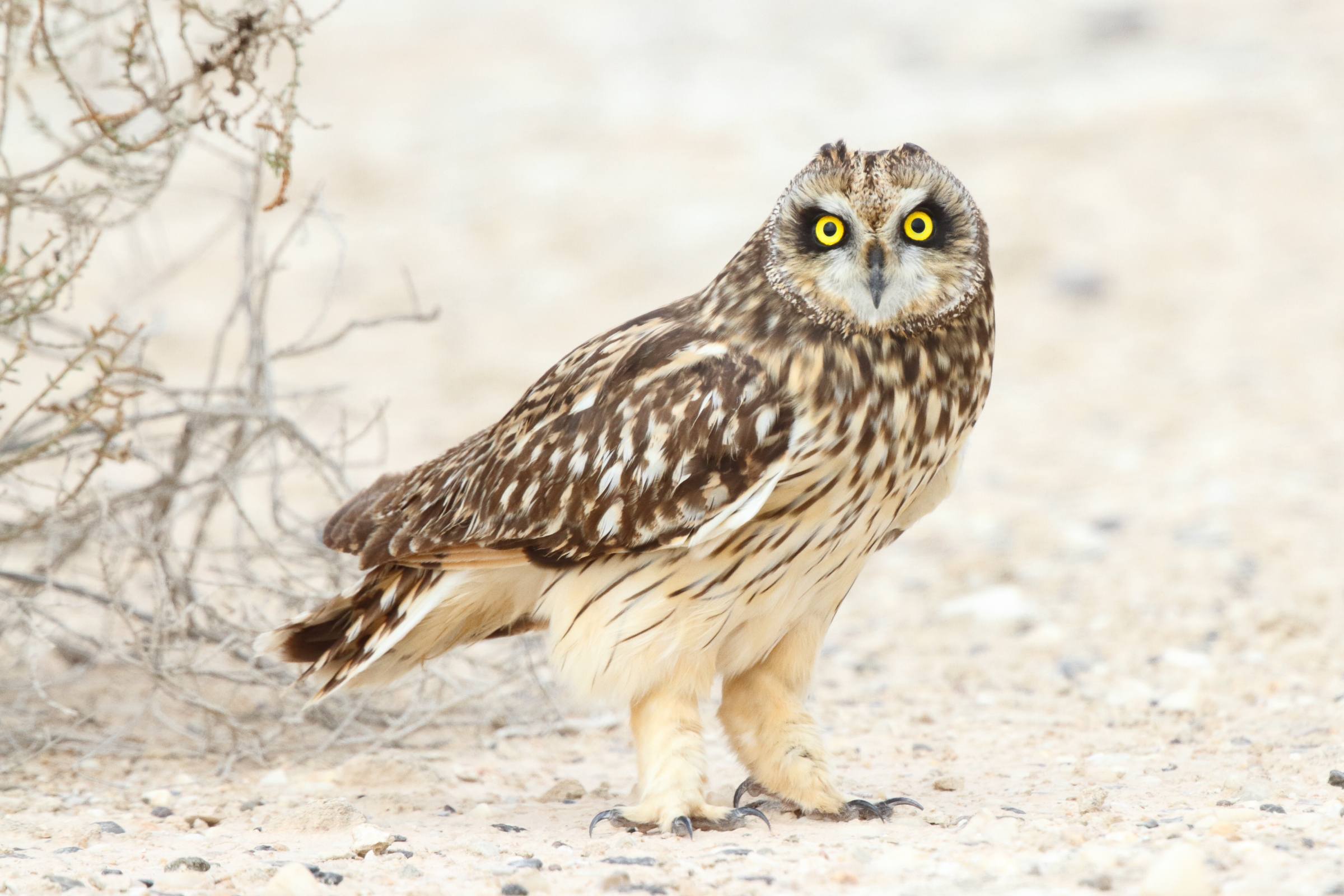 Short-eared Owl. Qatar, 24 February 2013 © Neil G. Morris.