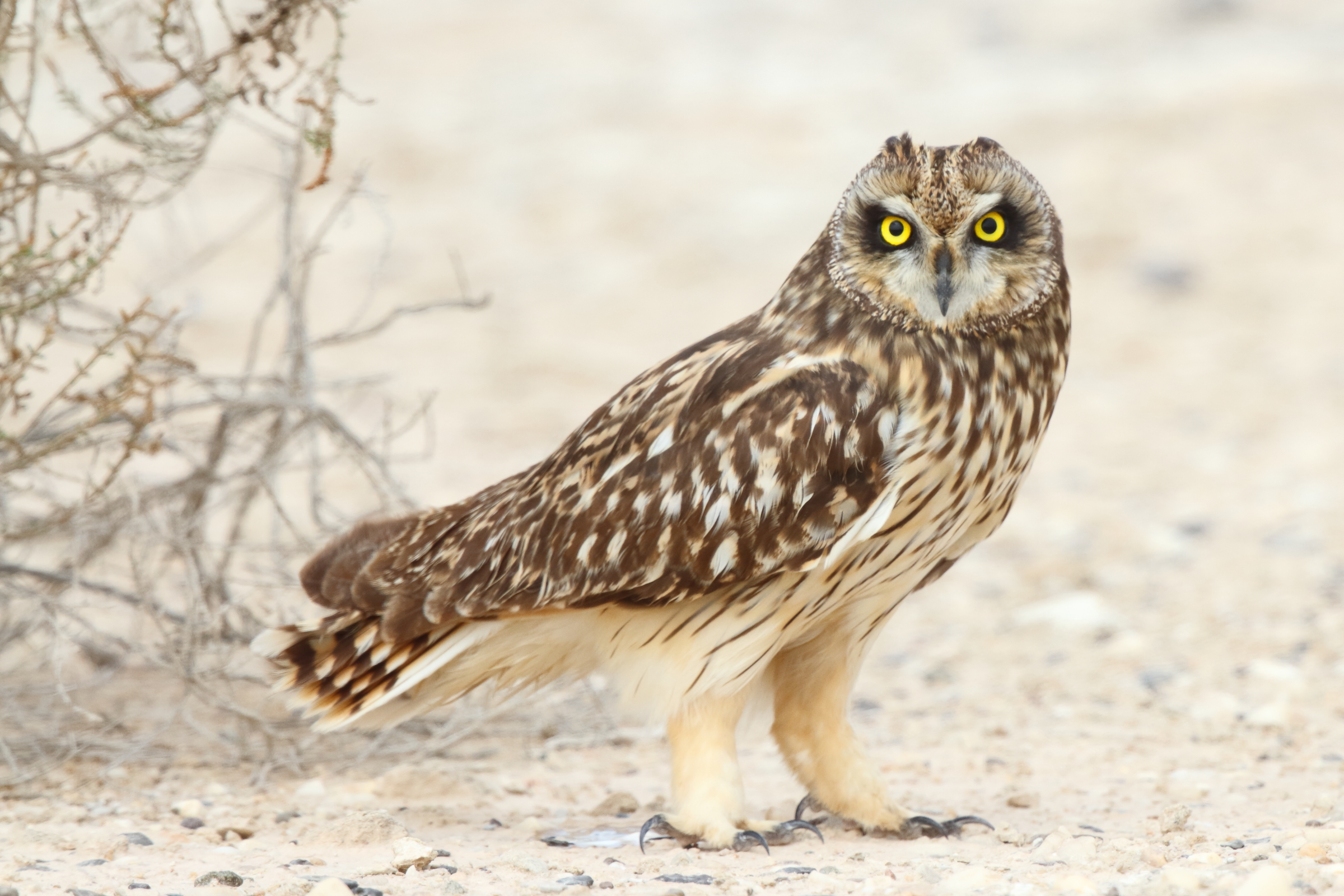 Short-eared Owl. Qatar, 24 February 2013 © Neil G. Morris.
