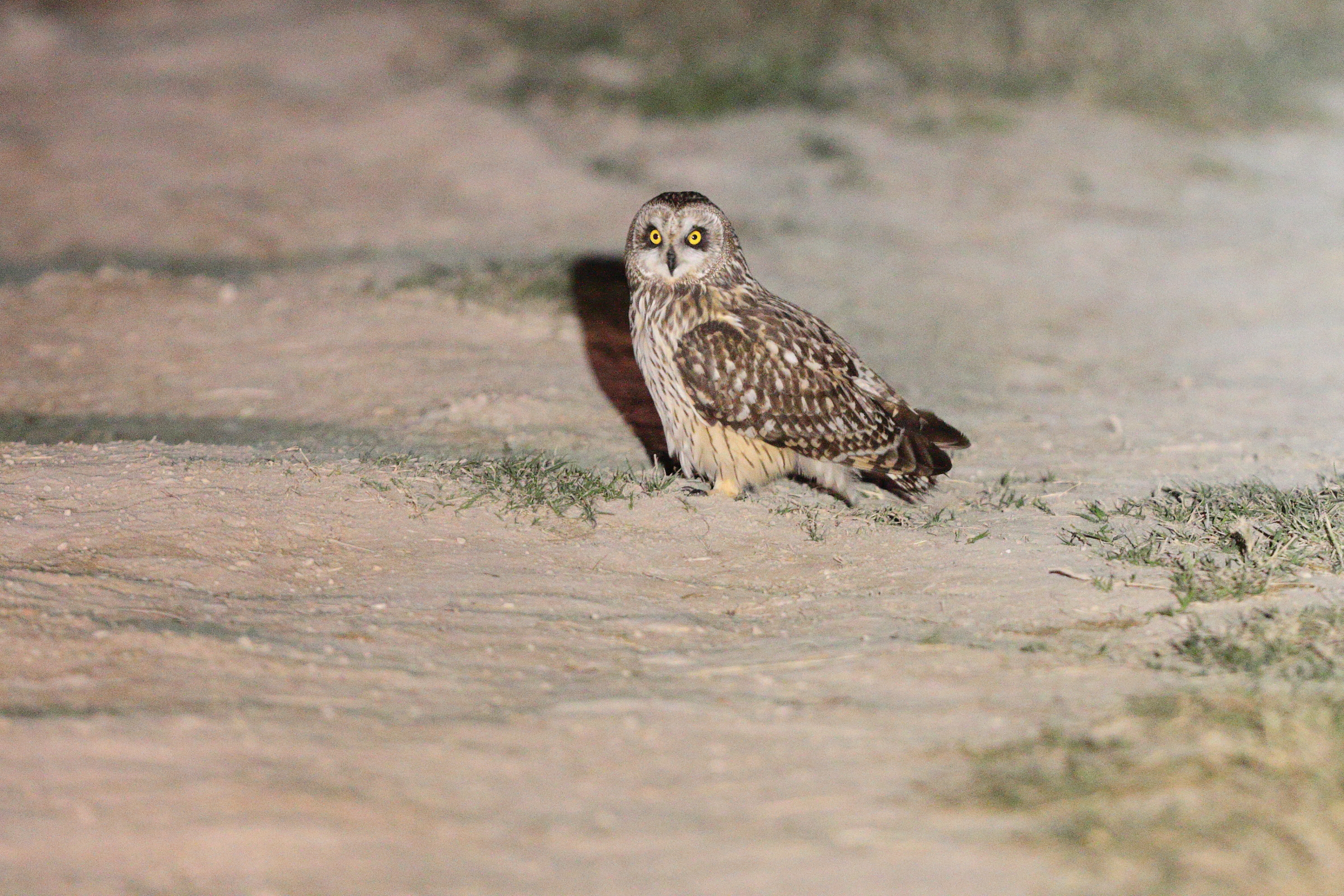 Short-eared Owl. Qatar, 24 January 2014 © Neil G. Morris.
