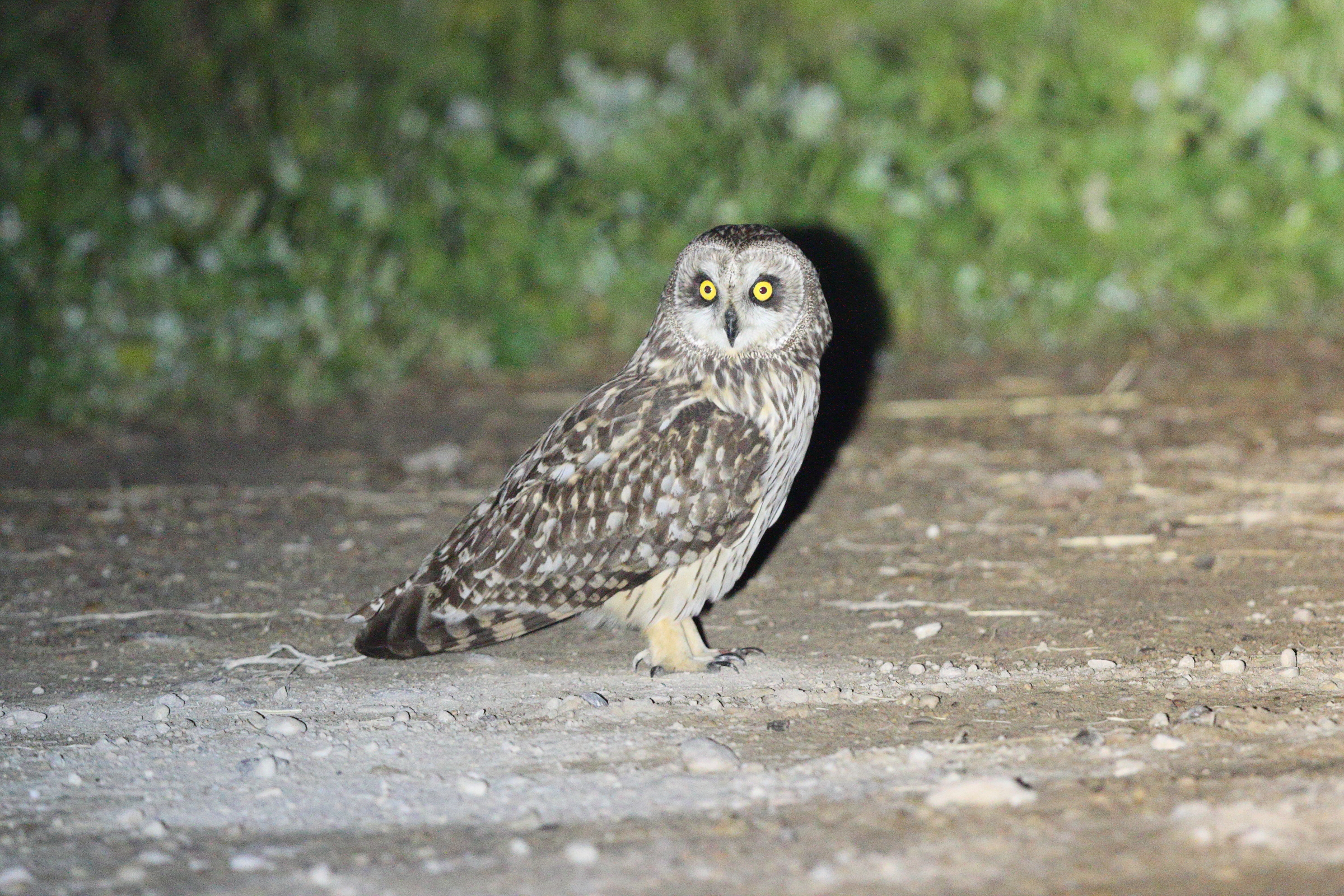 Short-eared Owl. Qatar, 24 January 2014 © Neil G. Morris.