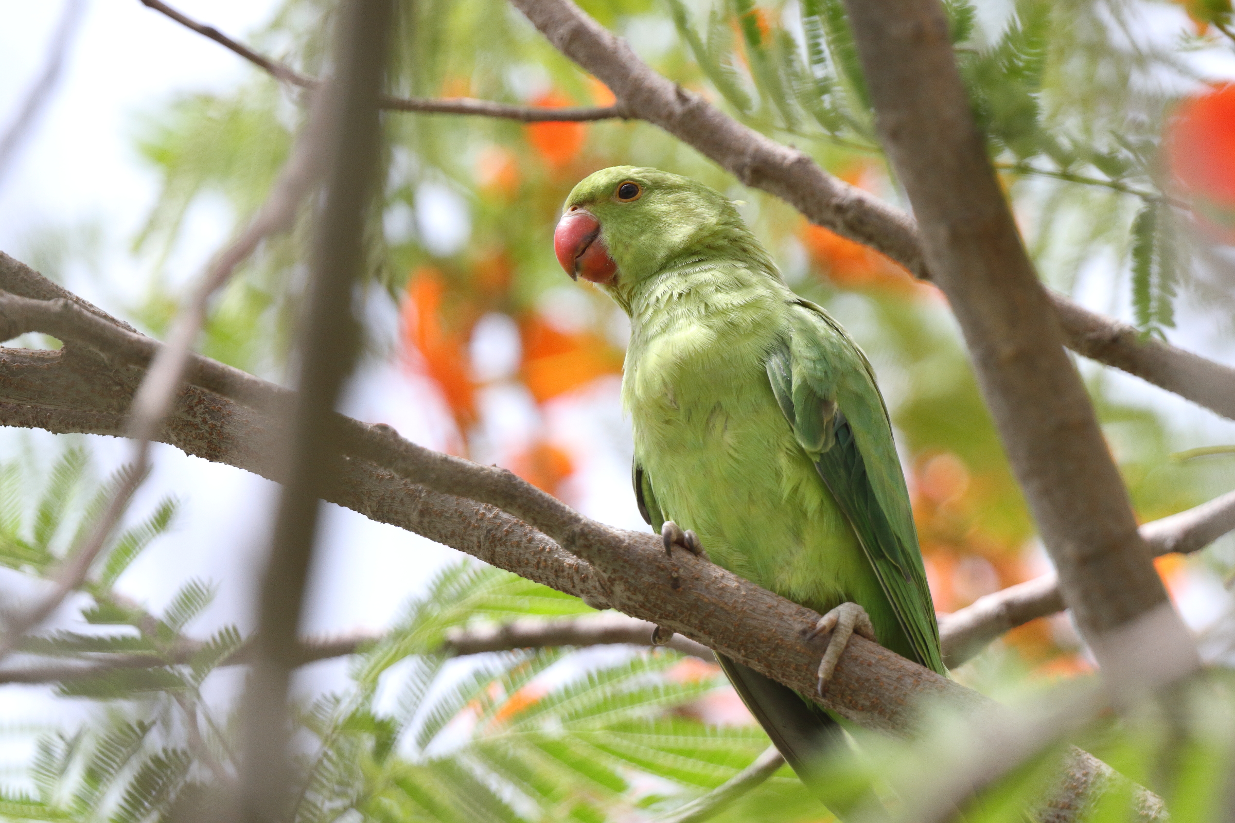 Alexandrine Parakeet. Qatar, 06 June 2014 © Neil G. Morris.