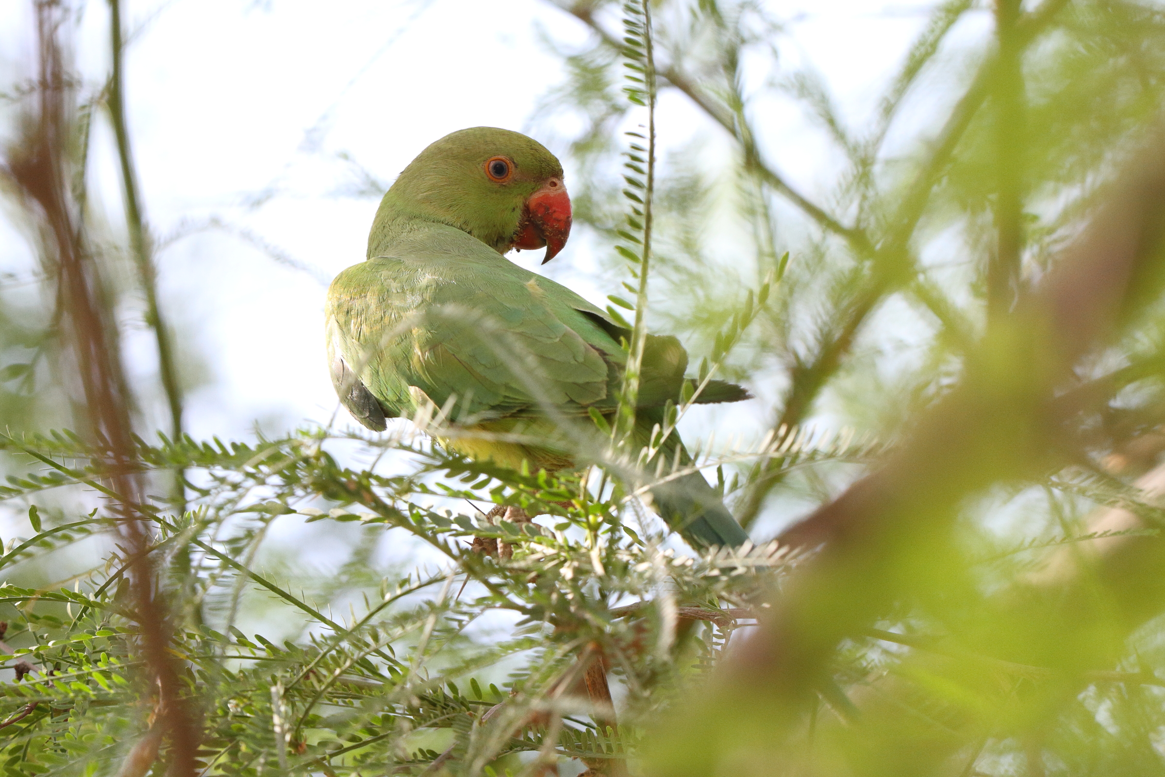 Alexandrine Parakeet. Qatar, 06 June 2014 © Neil G. Morris.