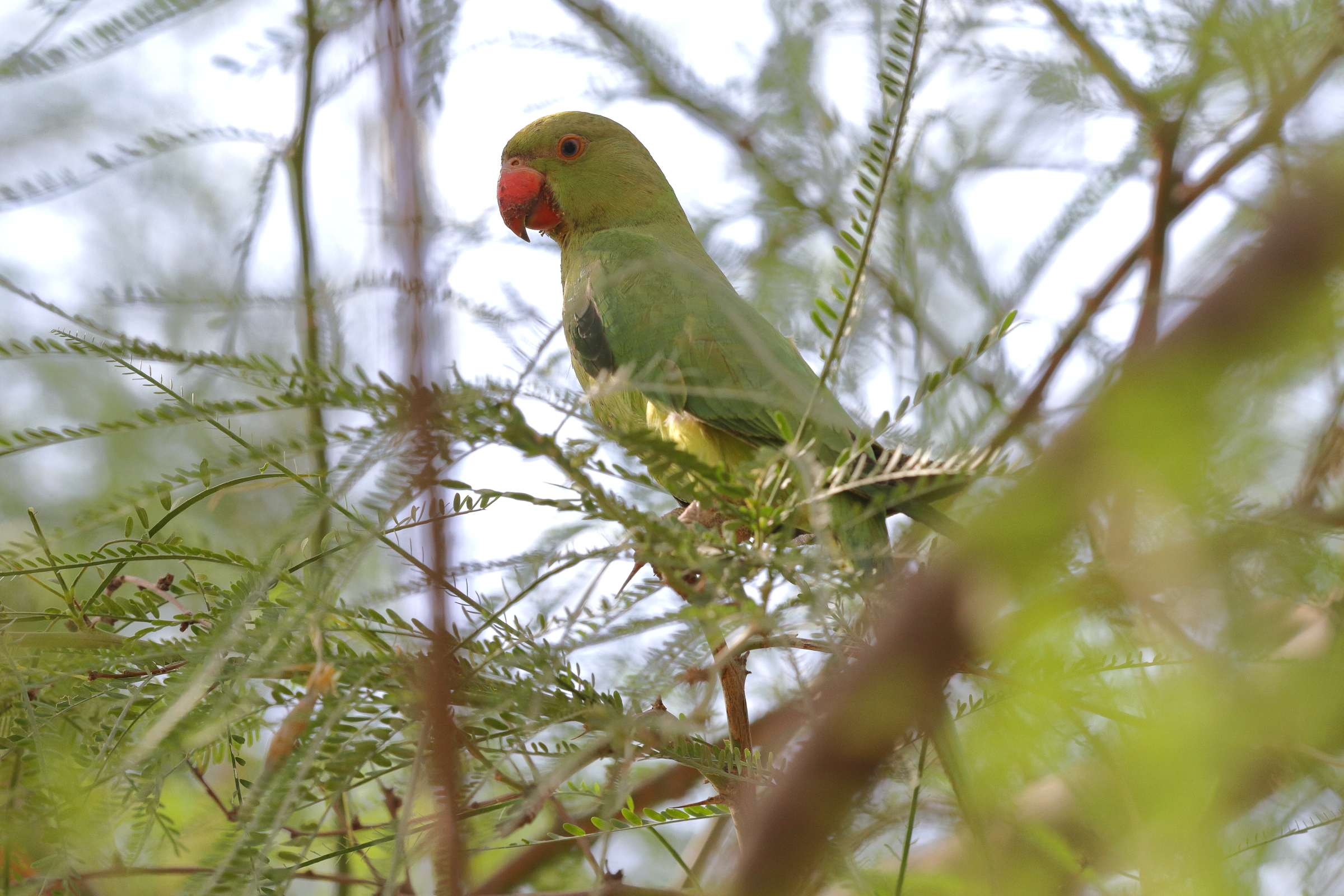Alexandrine Parakeet. Qatar, 06 June 2014 © Neil G. Morris.