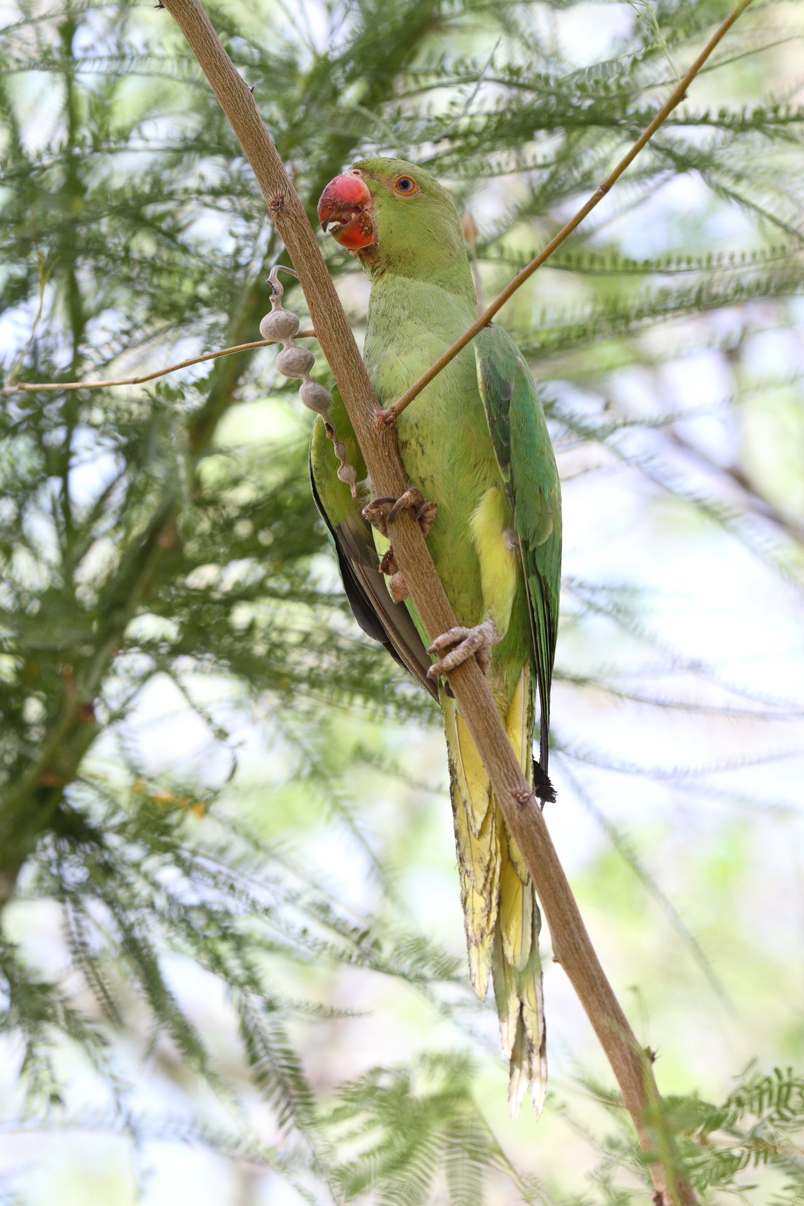 Alexandrine Parakeet. Qatar, 06 June 2014 © Neil G. Morris.