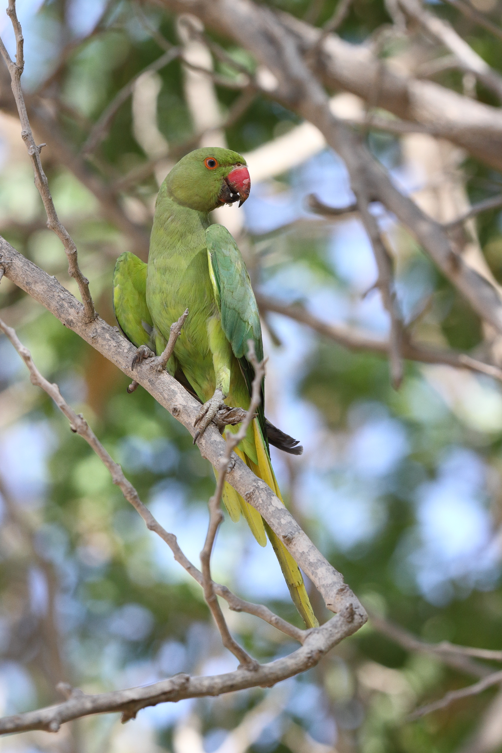 Alexandrine Parakeet. Qatar, 06 June 2014 © Neil G. Morris.