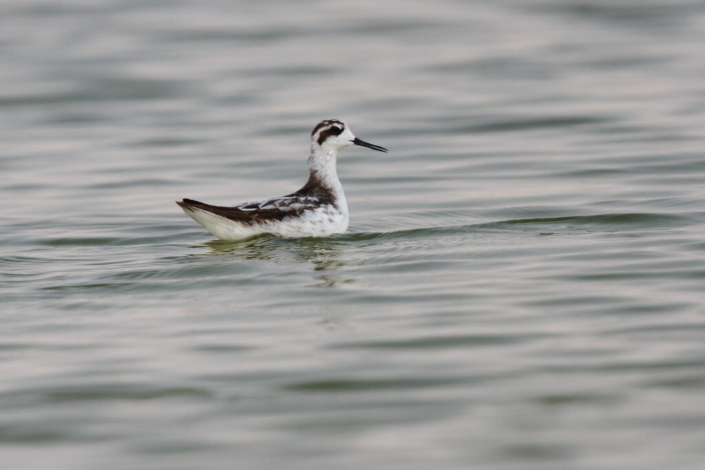 Red-necked Phalarope. Qatar, 04 November 2012 © Neil G. Morris.
