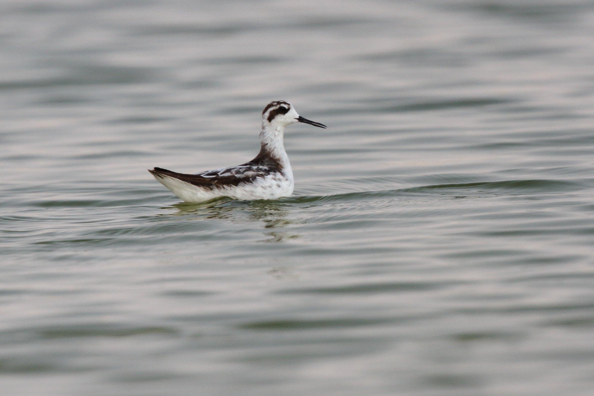 Red-necked Phalarope. Qatar, 04 November 2012 © Neil G. Morris.