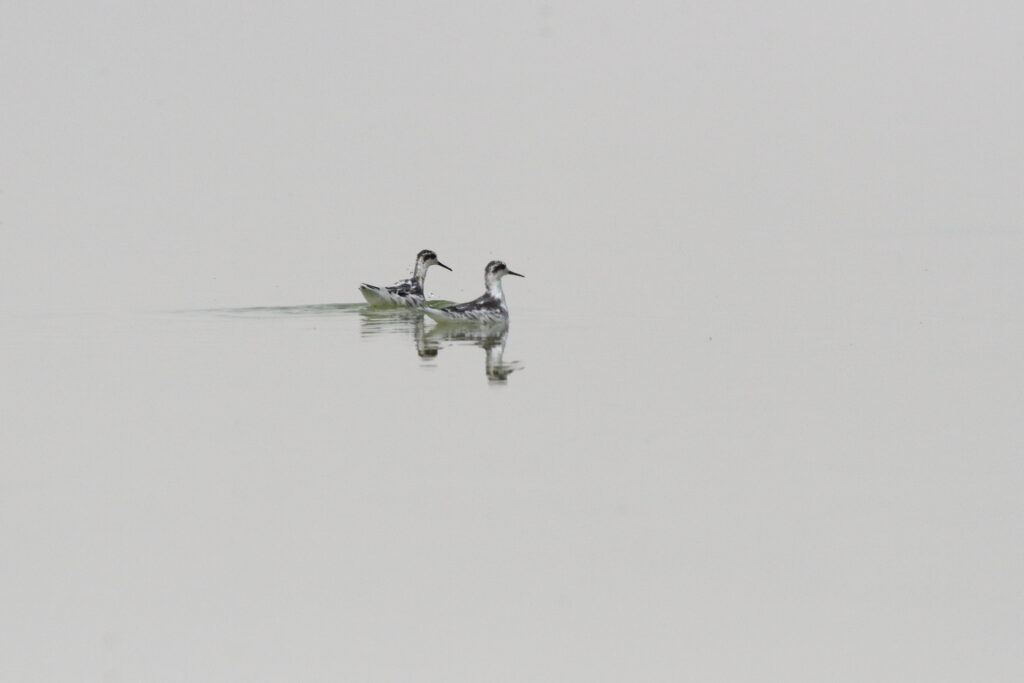 Red-necked Phalarope. Qatar, 01 April 2015 © Neil G. Morris.