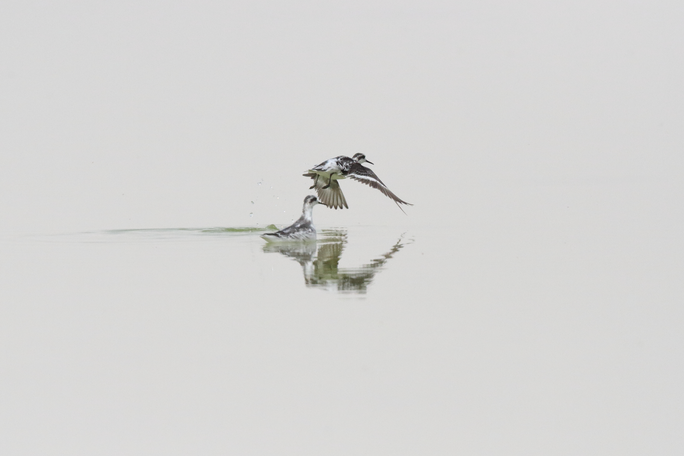 Red-necked Phalarope. Qatar, 01 April 2015 © Neil G. Morris.