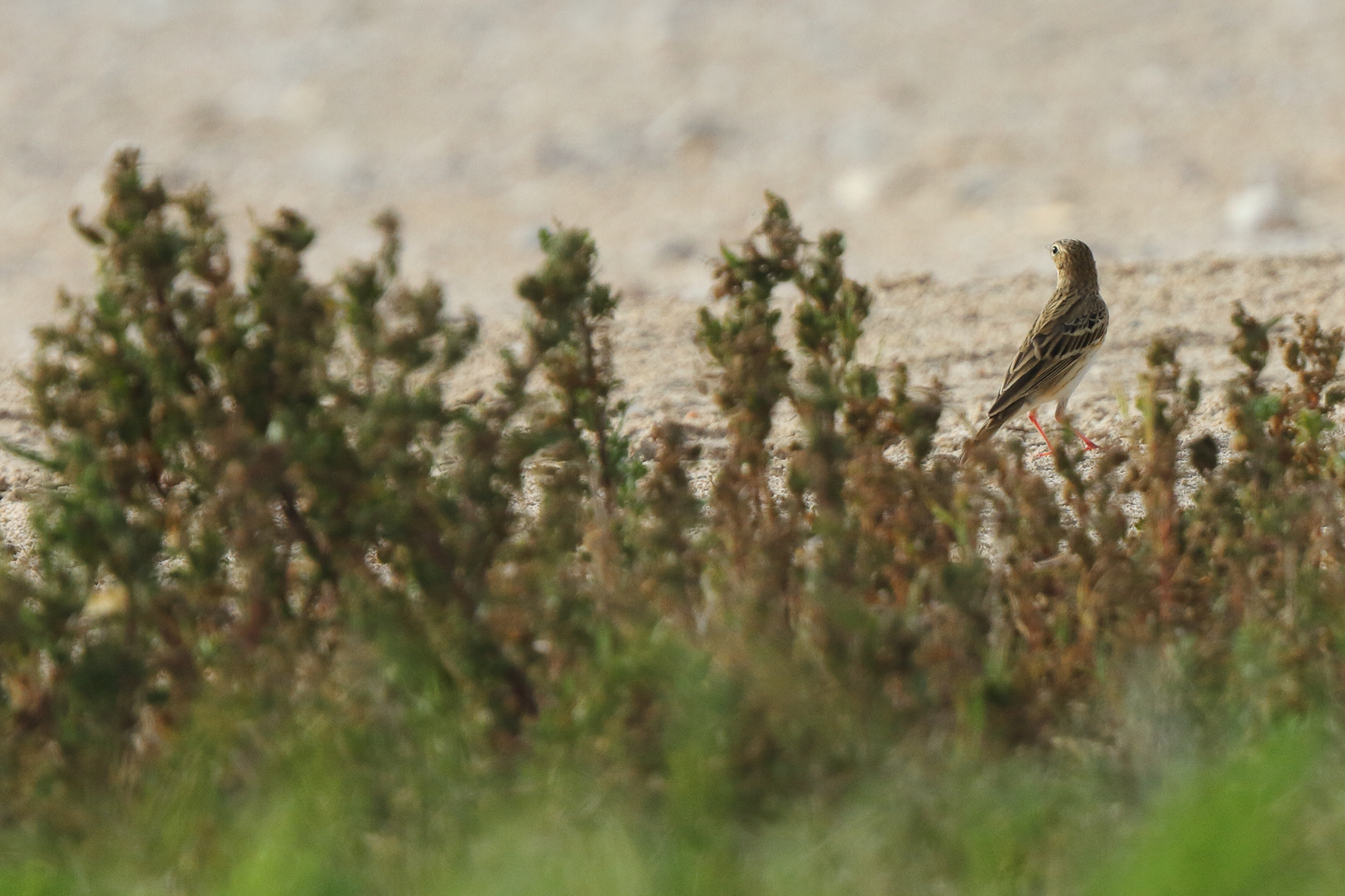 Meadow Pipit. Qatar, 14 March 2014 © Neil G. Morris.