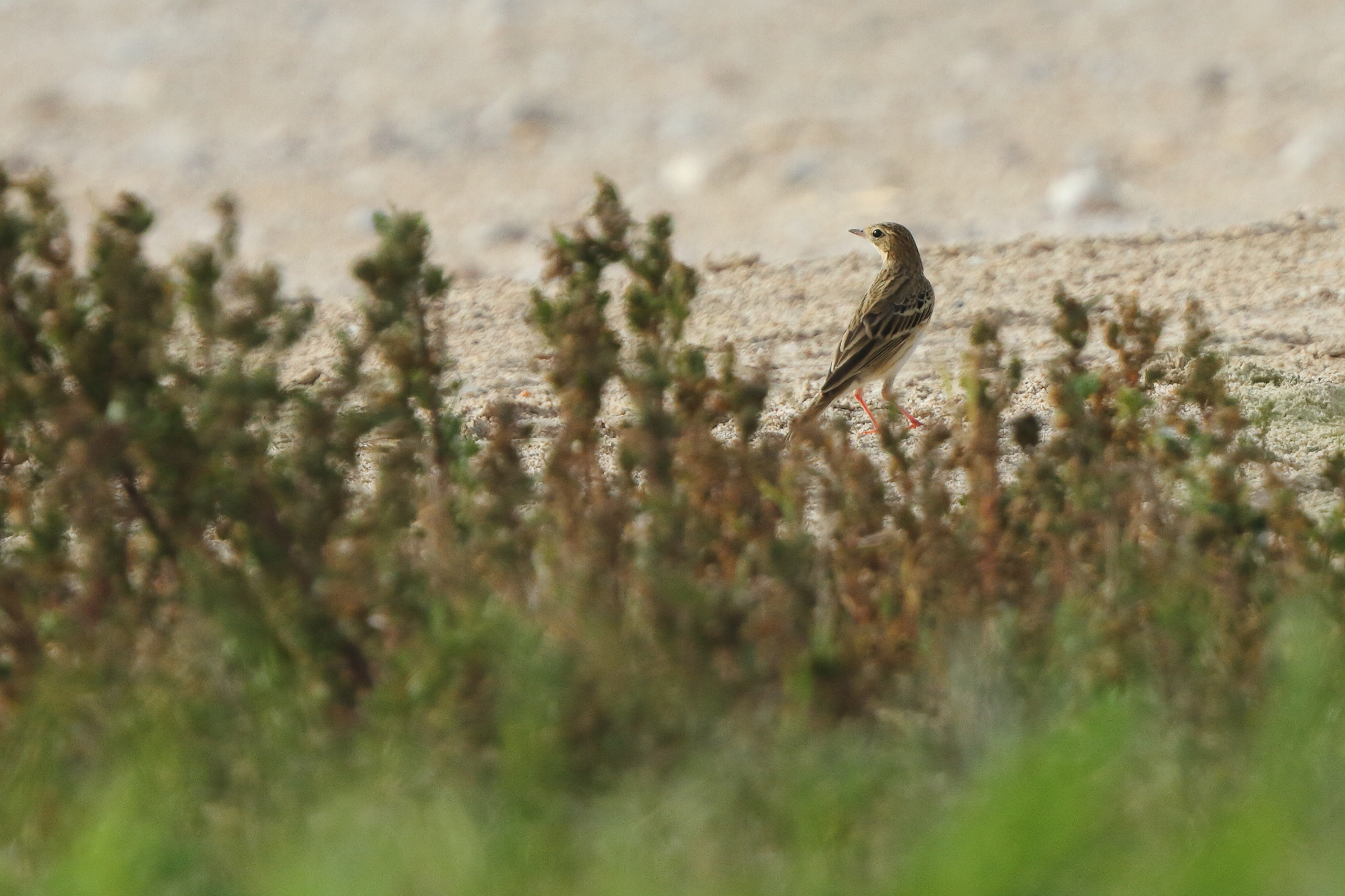 Meadow Pipit. Qatar, 14 March 2014 © Neil G. Morris.