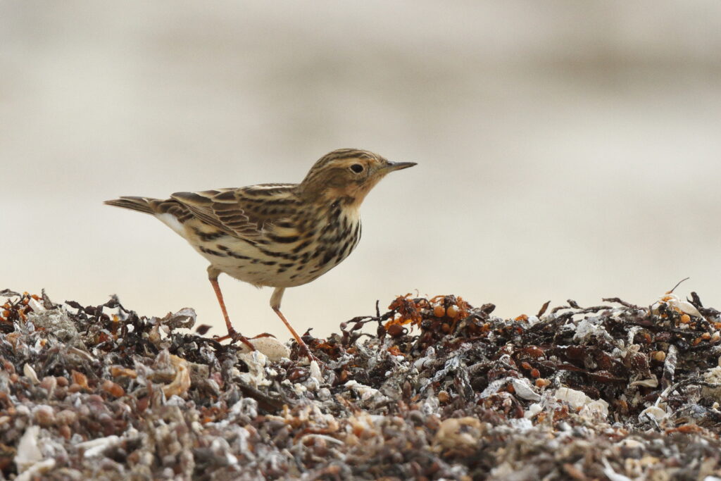 Red-throated Pipit. Qatar, 06 April 2013 © Neil G. Morris.