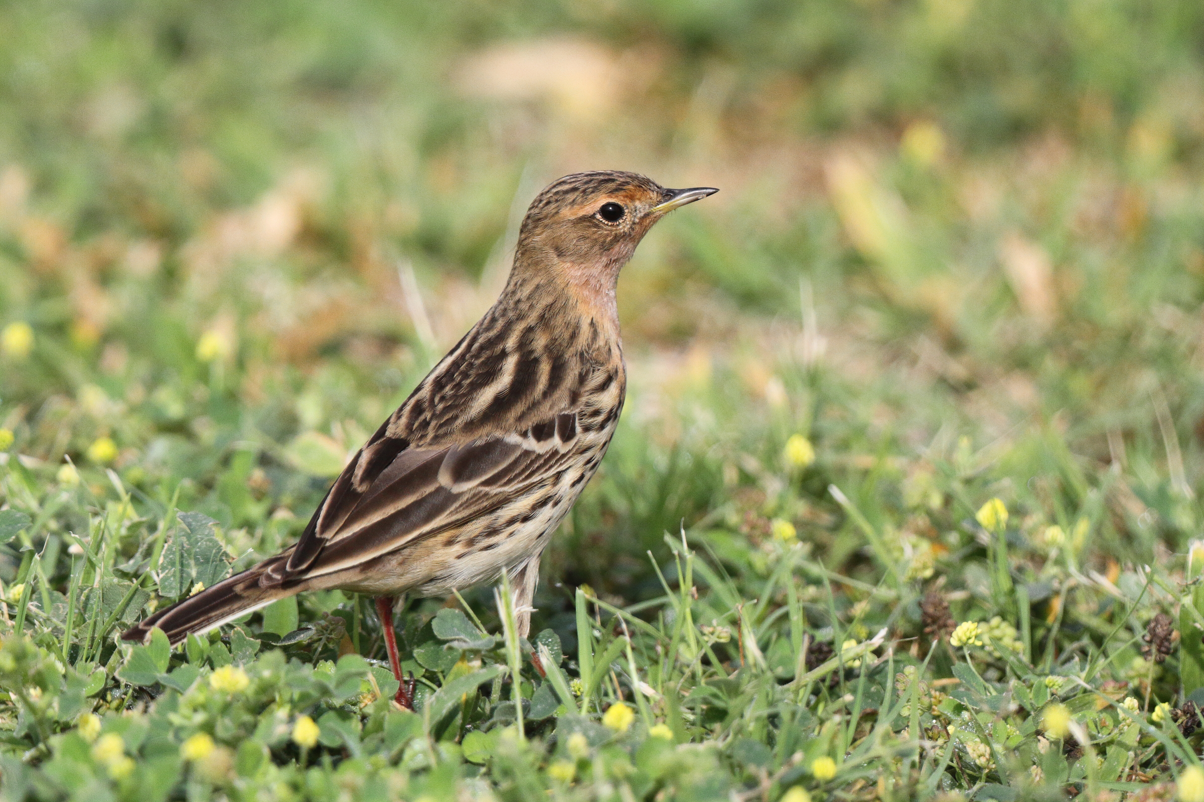 Red-throated Pipit. Qatar, 11 April 2013 © Neil G. Morris.