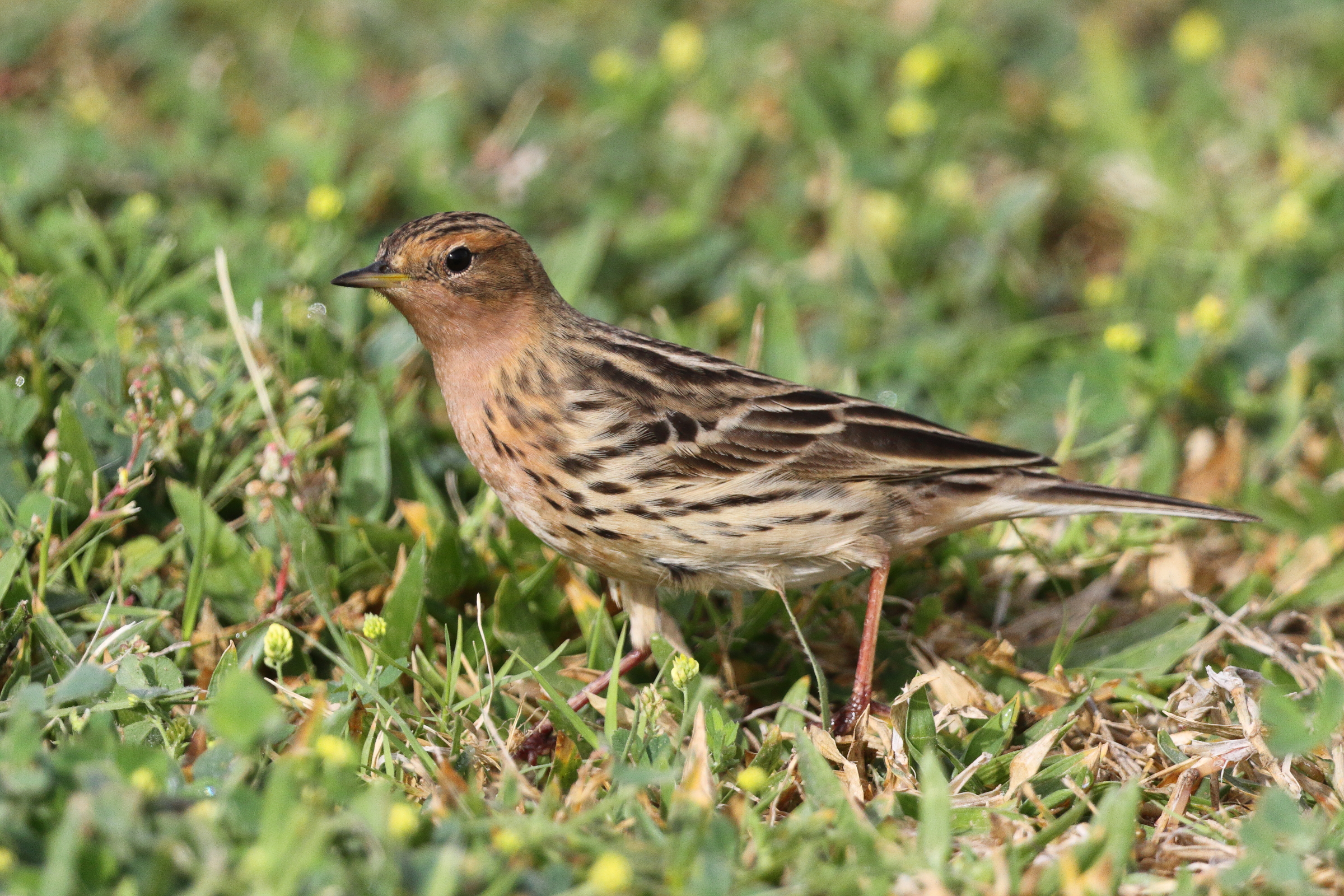 Red-throated Pipit. Qatar, 11 April 2013 © Neil G. Morris.