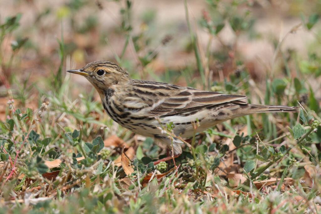 Red-throated Pipit. Qatar, 11 April 2013 © Neil G. Morris.